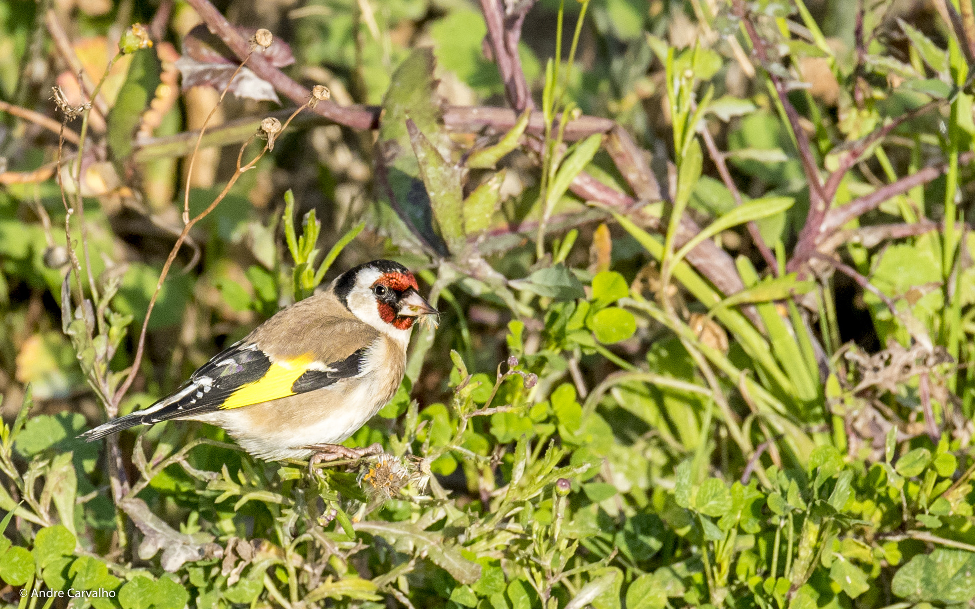 Nikon D500 sample photo. Pintassilgo (carduelis carduelis) photography