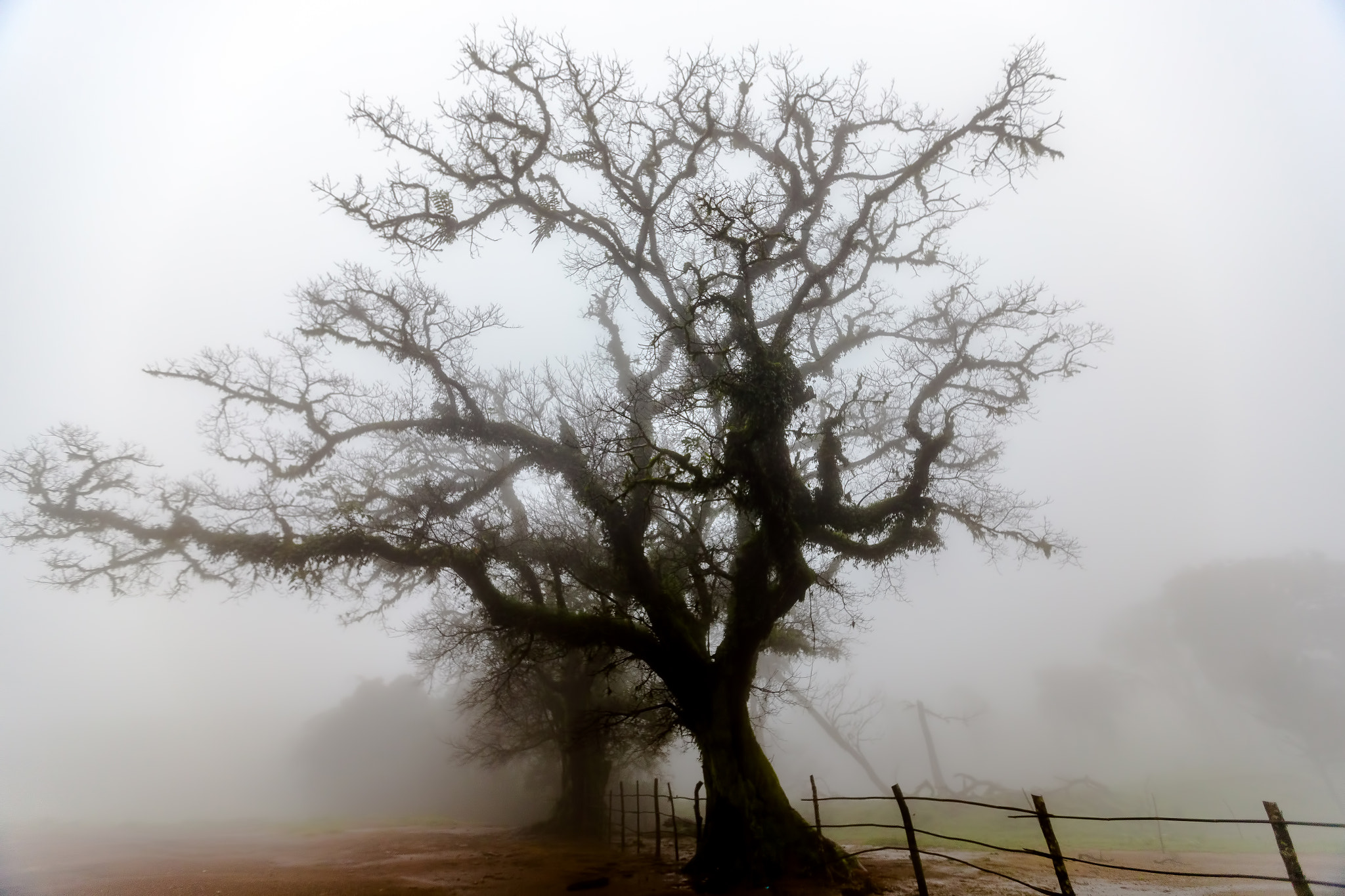 Canon EF 16-35mm F2.8L II USM sample photo. Foggy  morning photography