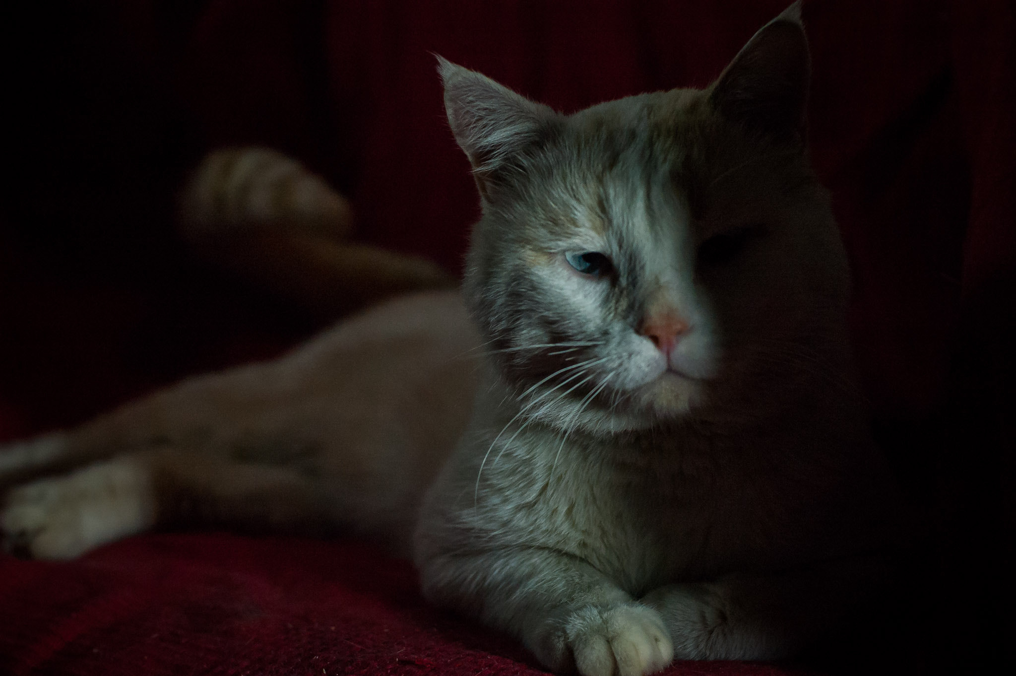 Nikon D70s + Nikon AF Nikkor 50mm F1.4D sample photo. Умка photography