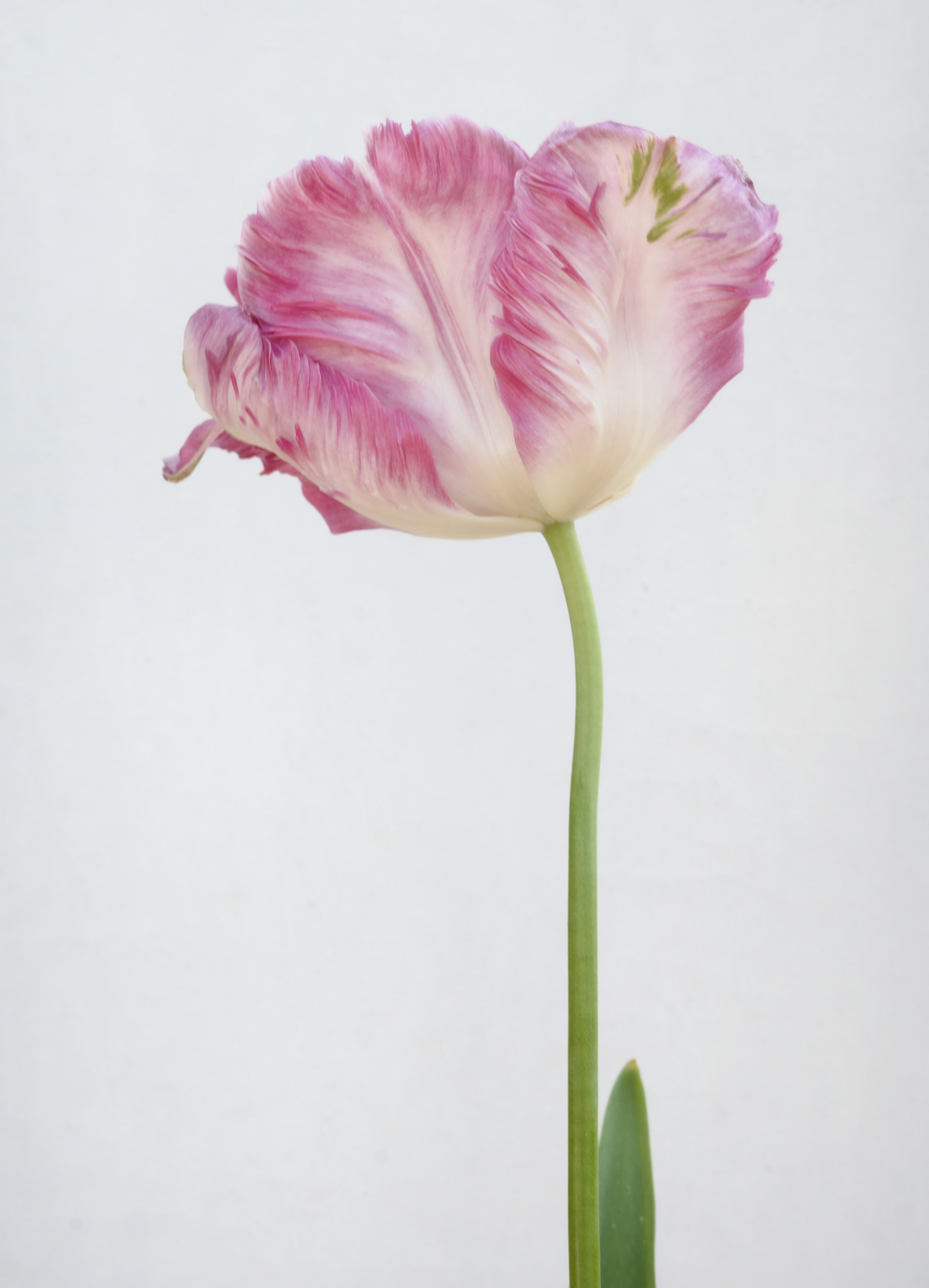Nikon AF-S Micro-Nikkor 60mm F2.8G ED sample photo. Tulip photography