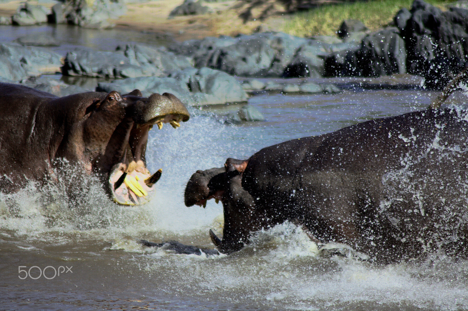 Canon EOS 450D (EOS Rebel XSi / EOS Kiss X2) sample photo. Hippo fight photography