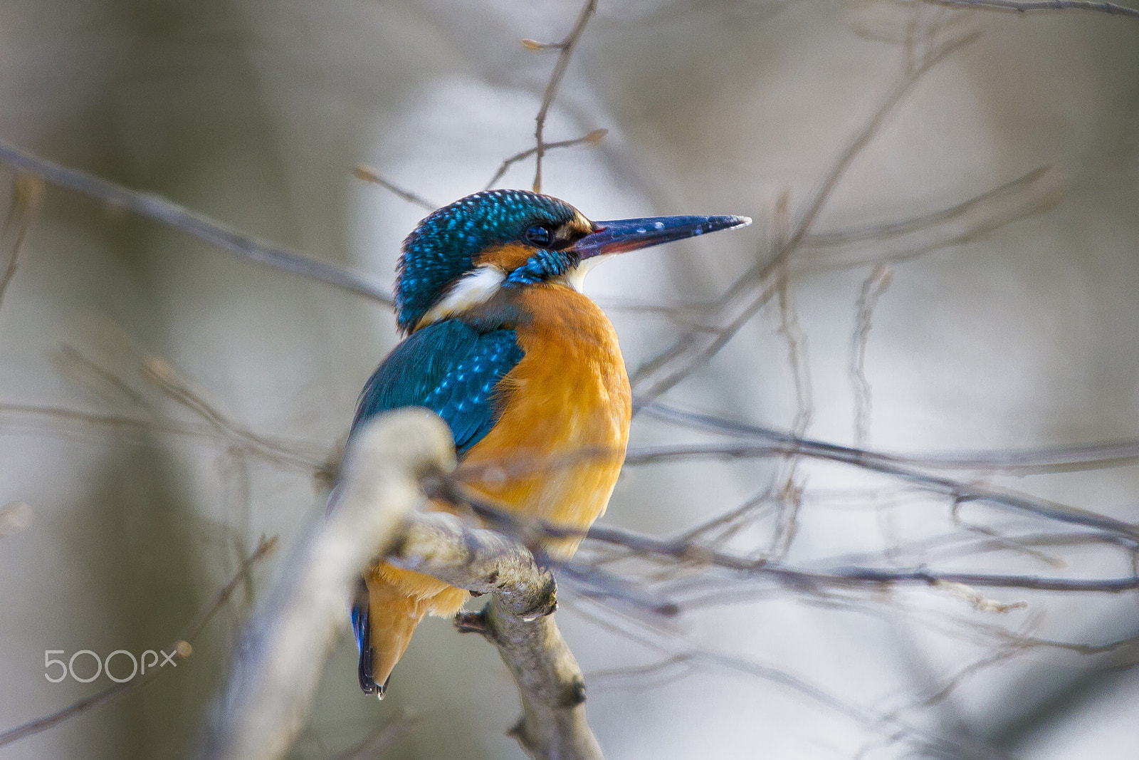 Canon EF 70-200mm F2.8L IS II USM sample photo. Got some fish? photography