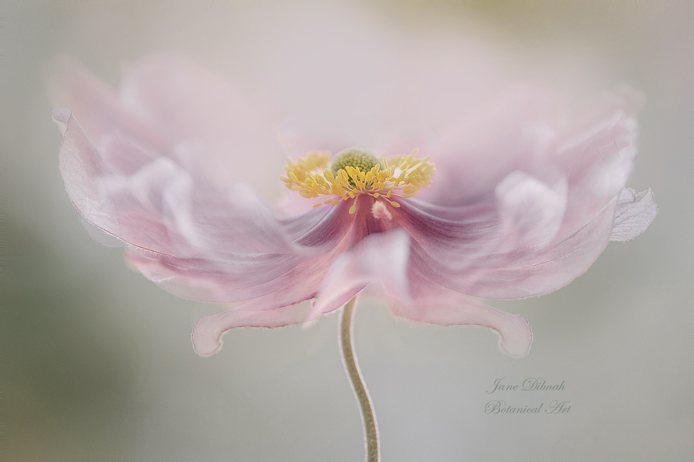 Canon EF 180mm F3.5L Macro USM sample photo. Anemone dance photography