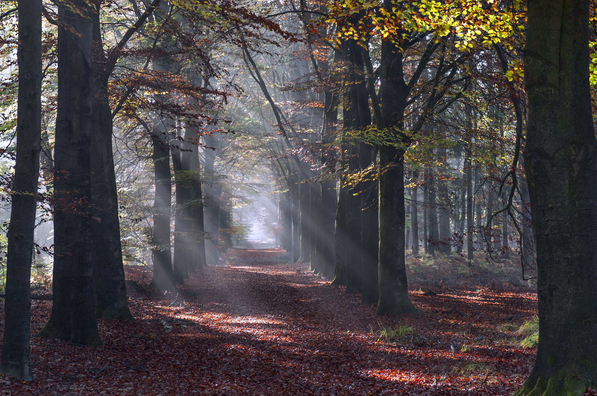 Nikon D300S sample photo. Walk in the woods photography