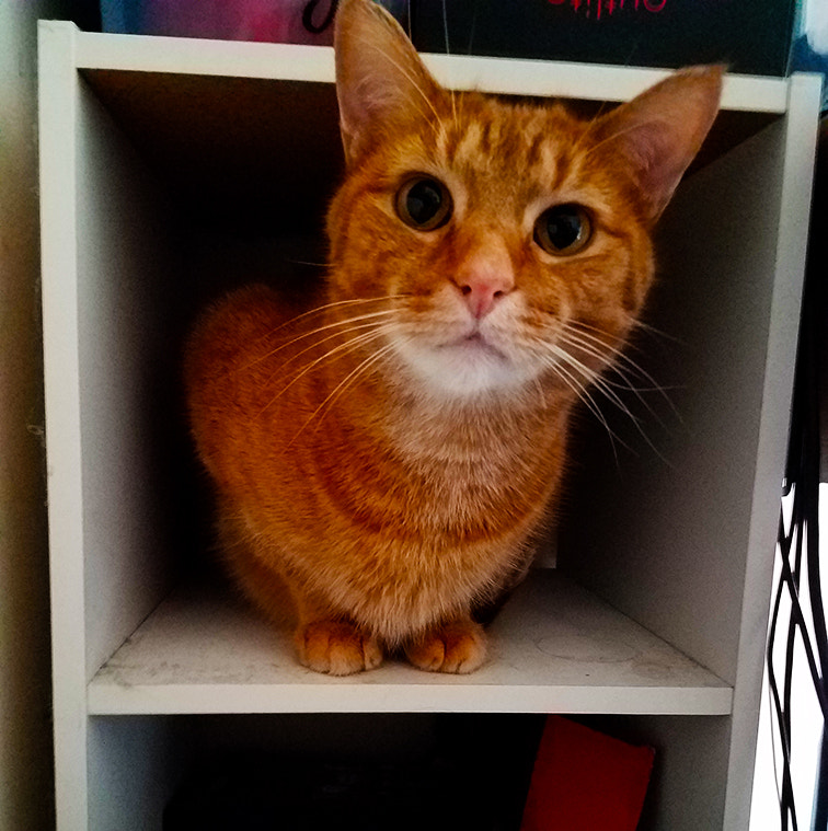 Samsung Galaxy S7 + Samsung Galaxy S7 Rear Camera sample photo. If i fits, i sits photography