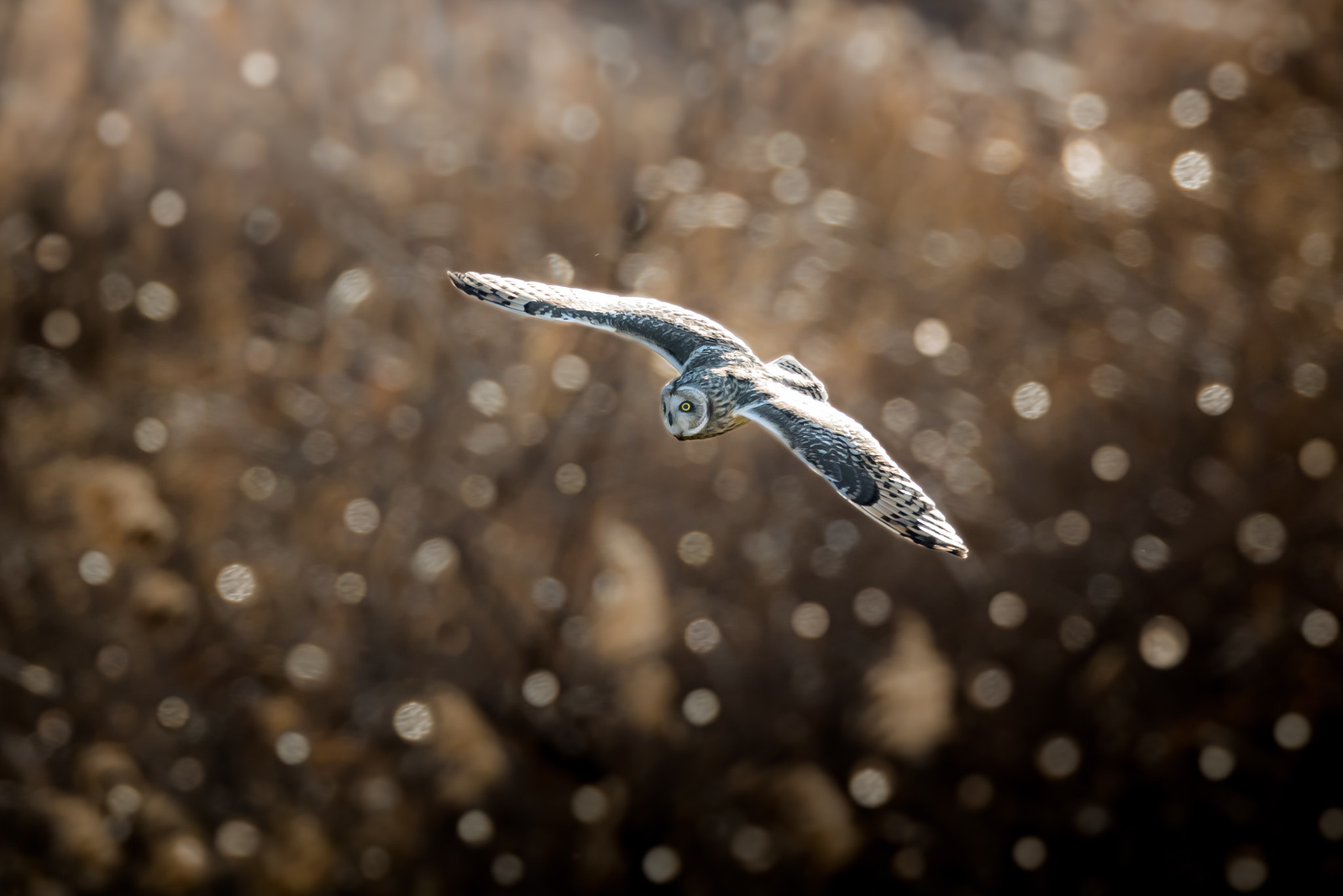 Canon EF 800mm F5.6L IS USM sample photo. 葦原のスター photography