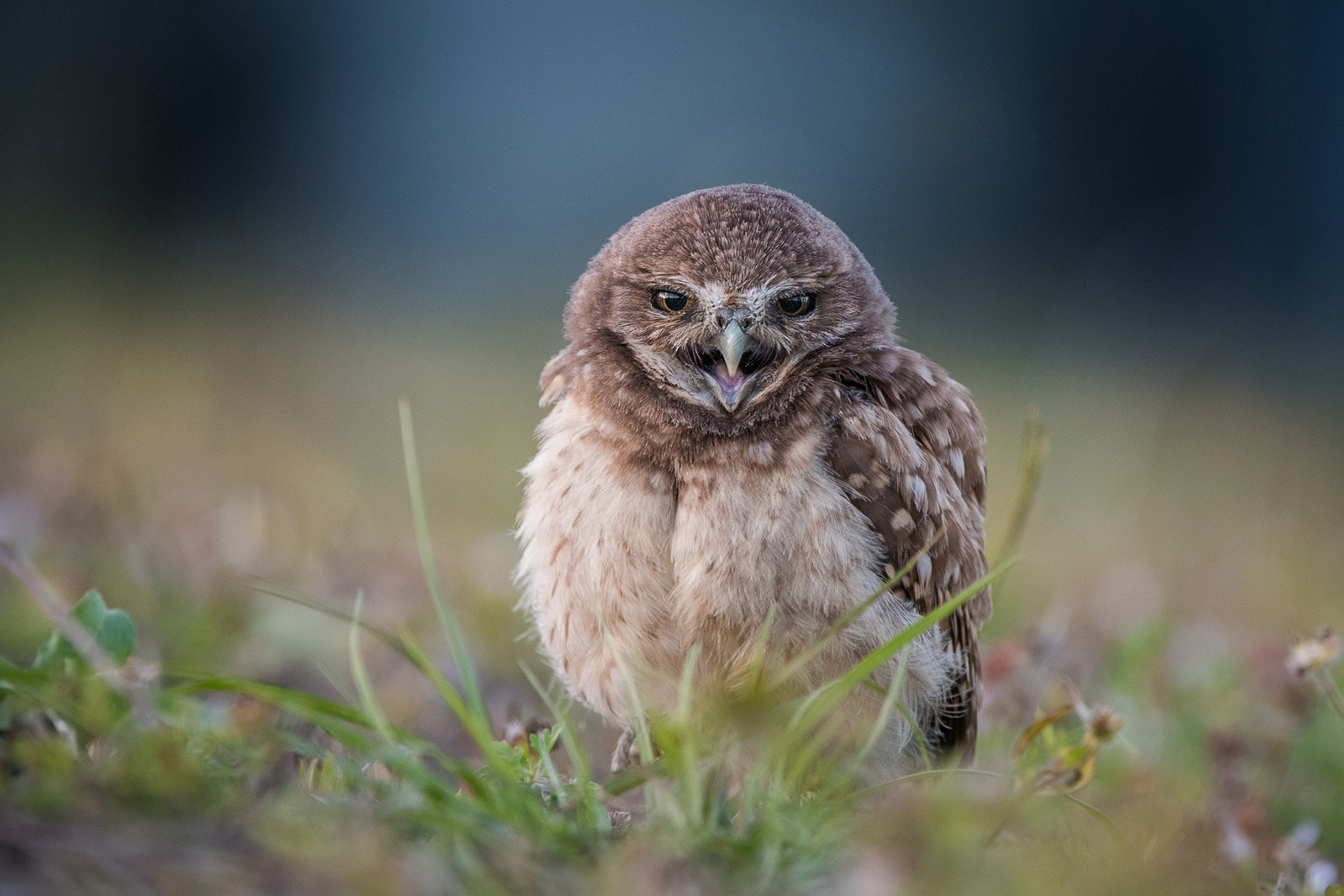 Nikon D500 sample photo. Burrowing owl chick photography