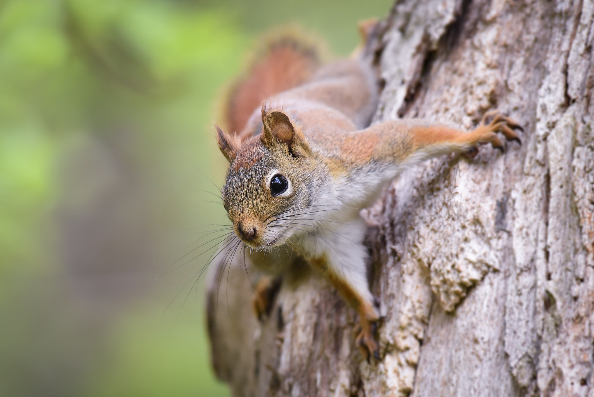 Nikon AF-S Nikkor 300mm F2.8G ED-IF VR sample photo. Red squirrel photography