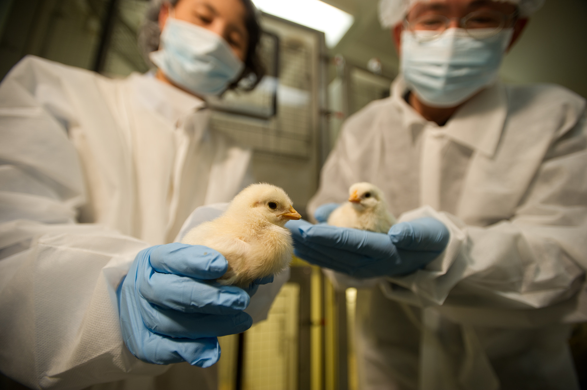 Nikon D3S + Nikon AF-S Nikkor 17-35mm F2.8D ED-IF sample photo. Scientists conducting an experiment on chicks in a laboratory photography