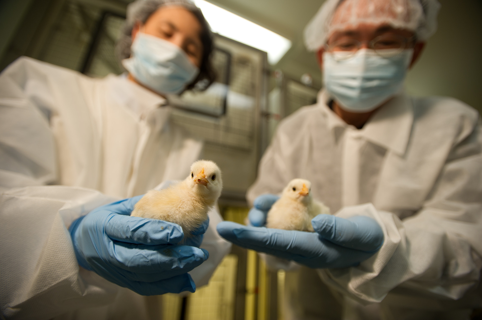 Nikon D3S + Nikon AF-S Nikkor 17-35mm F2.8D ED-IF sample photo. Scientists conducting an experiment on chicks in a laboratory photography