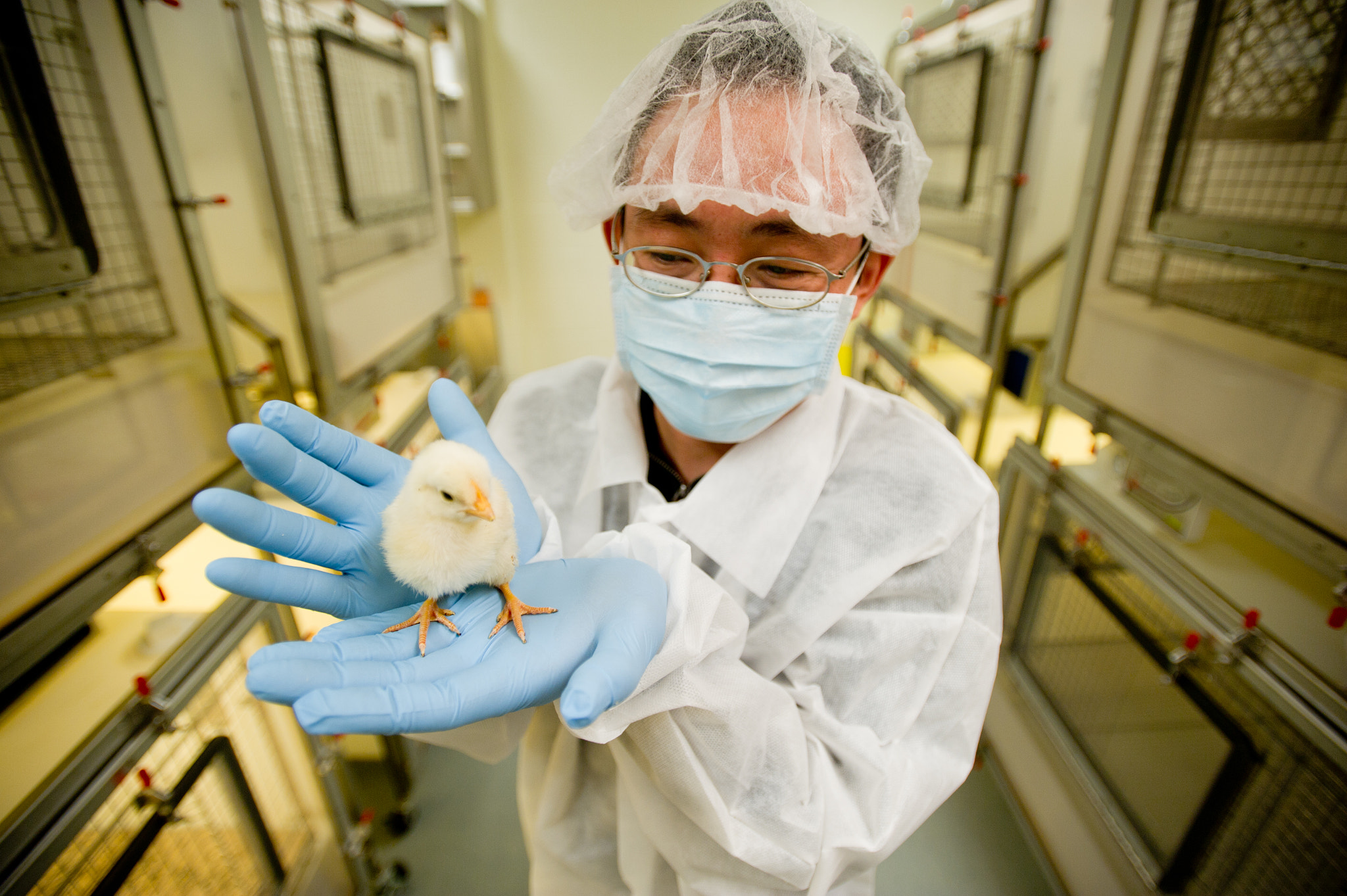 Nikon D3S sample photo. Scientist conducting an experiment on chicks in a laboratory photography