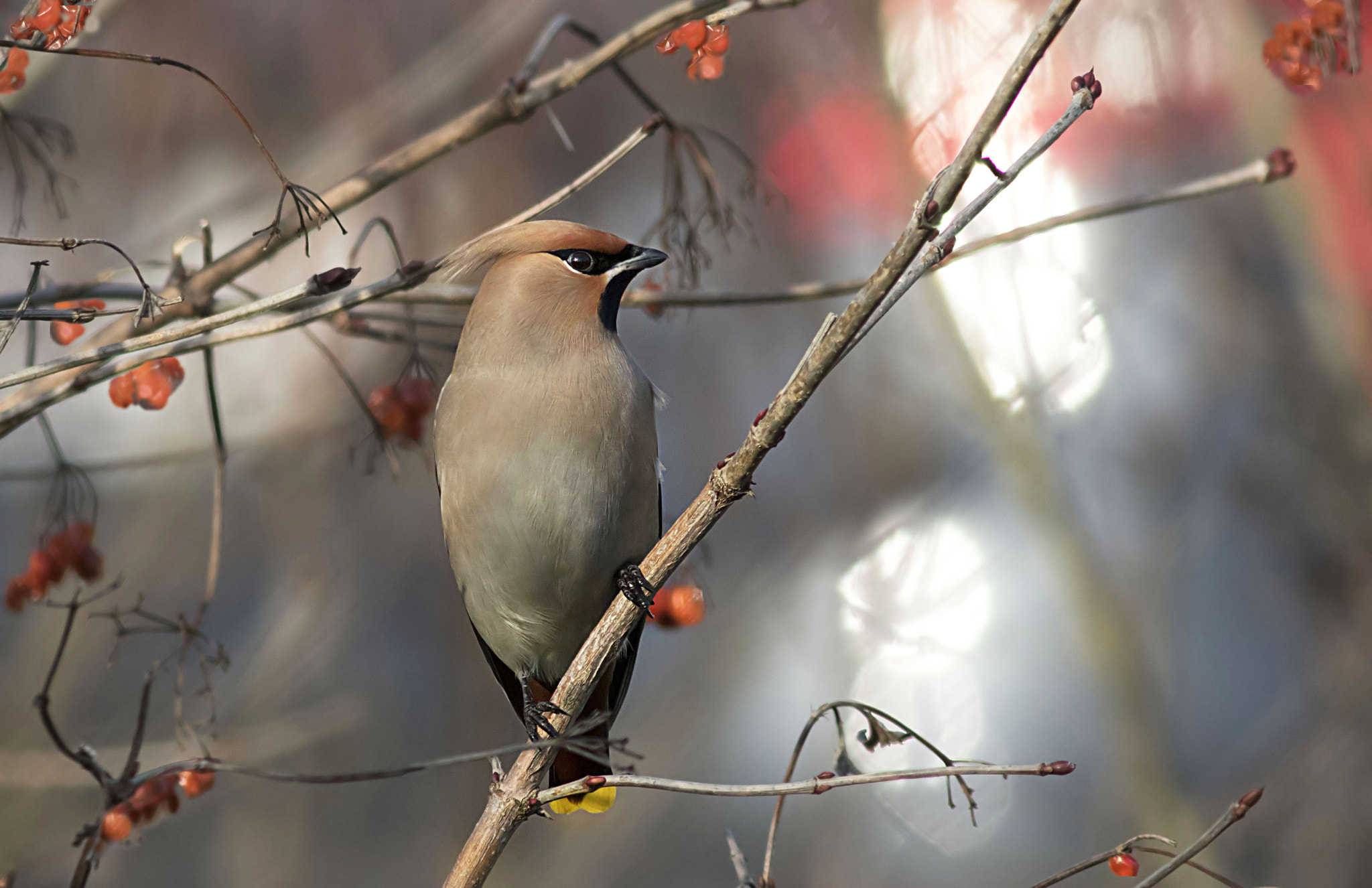 Canon EF 400mm F5.6L USM sample photo. Bohemian waxwing photography