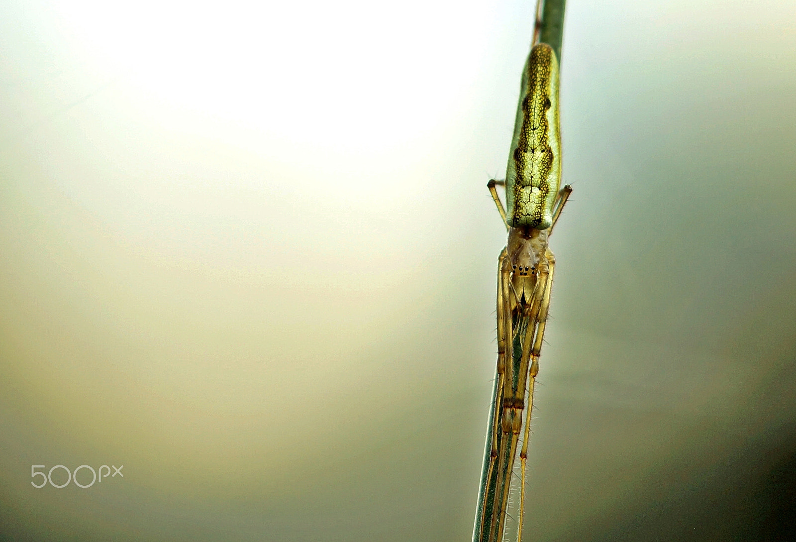 90mm F2.8 Macro SSM sample photo. Behind the culm photography