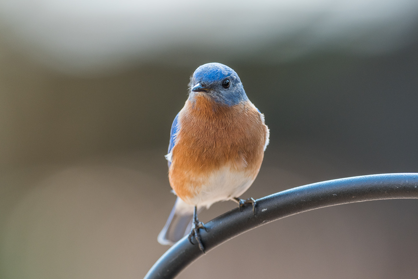 Nikon AF-S Nikkor 600mm F4E FL ED VR sample photo