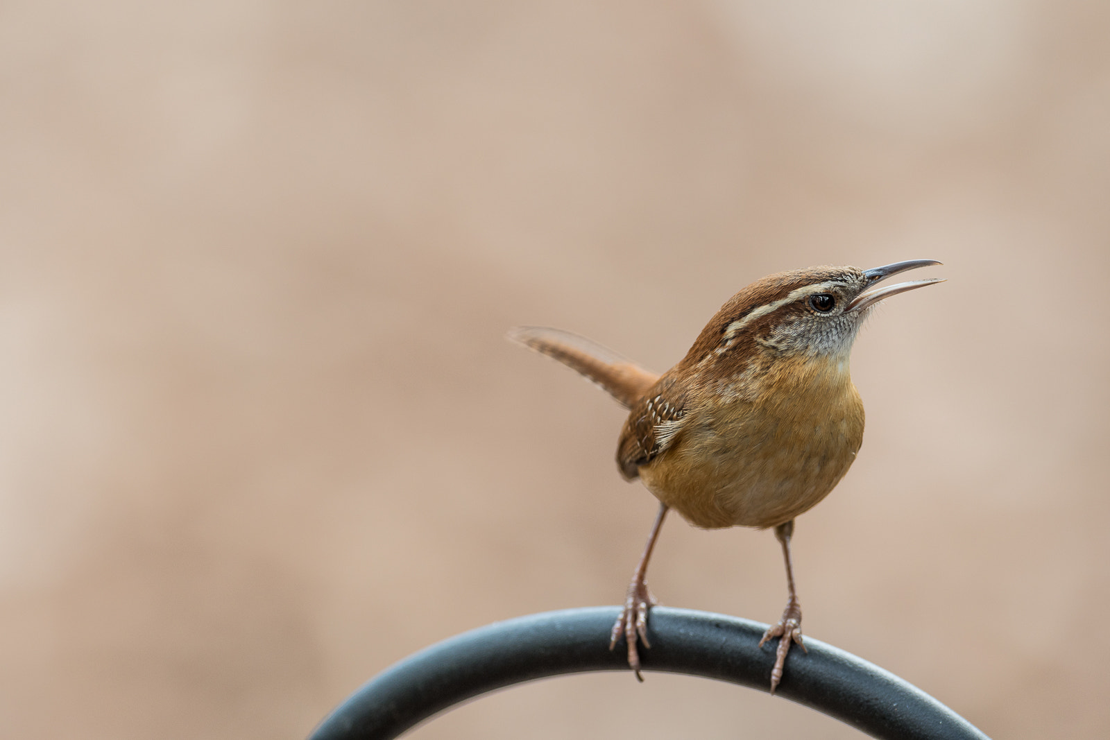 Nikon AF-S Nikkor 600mm F4E FL ED VR sample photo