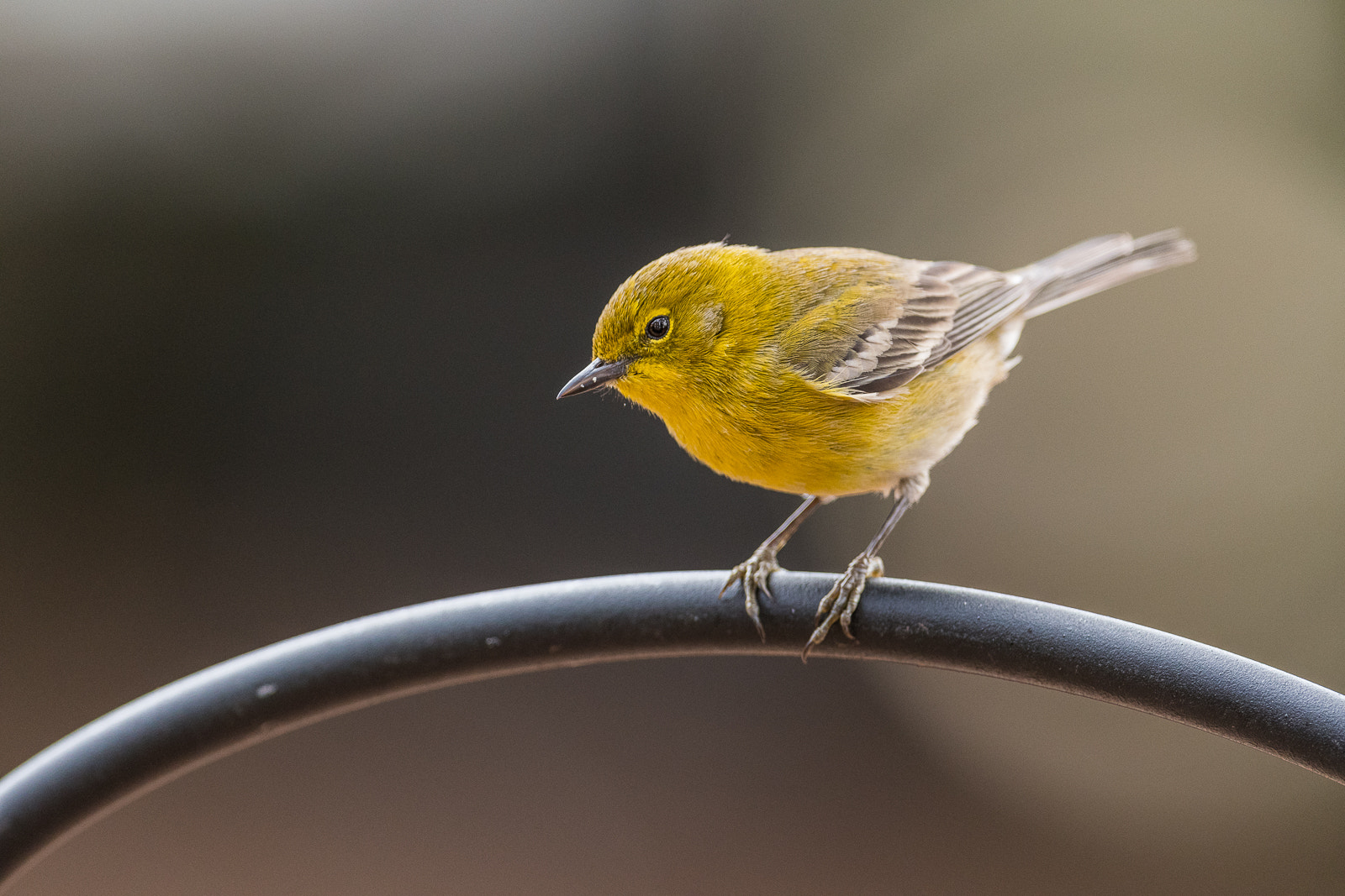 Nikon AF-S Nikkor 600mm F4E FL ED VR sample photo