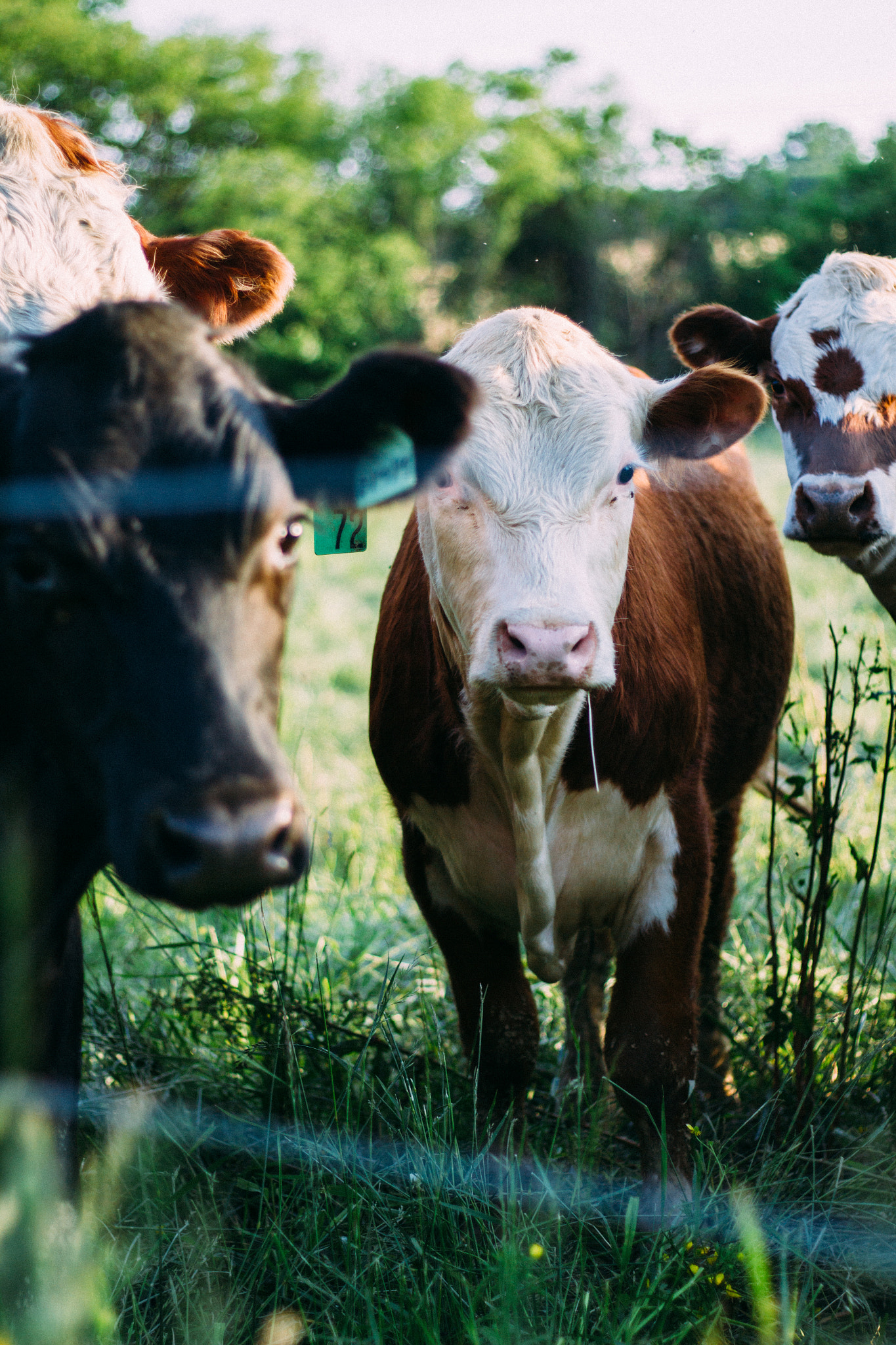 Canon EOS 550D (EOS Rebel T2i / EOS Kiss X4) sample photo. Cows photography
