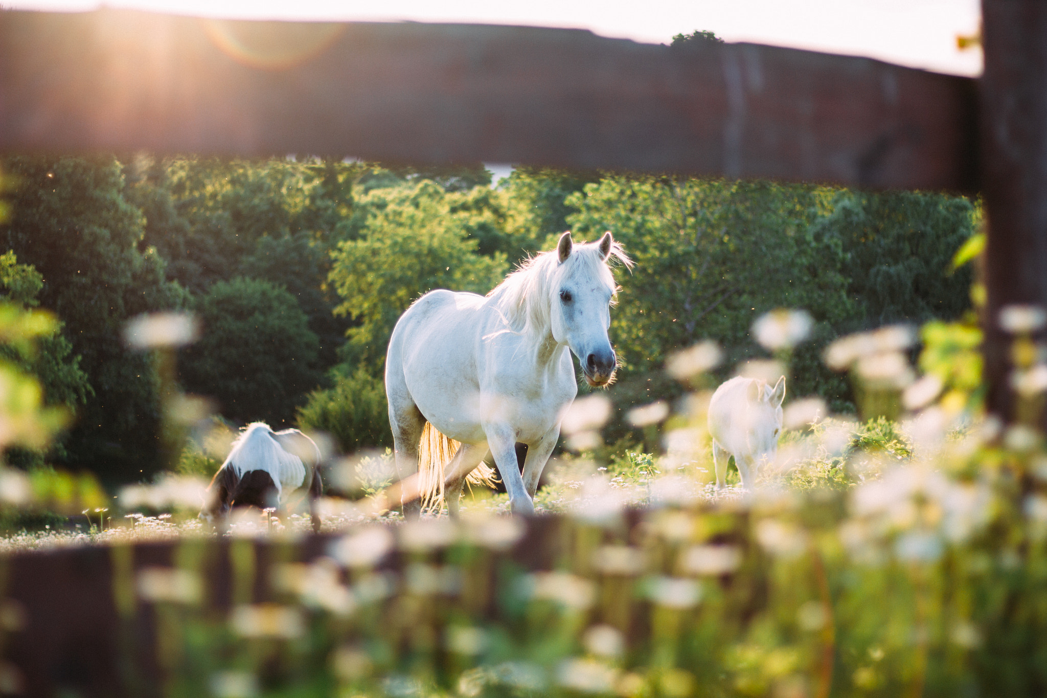 Canon EOS 550D (EOS Rebel T2i / EOS Kiss X4) sample photo. Pony photography