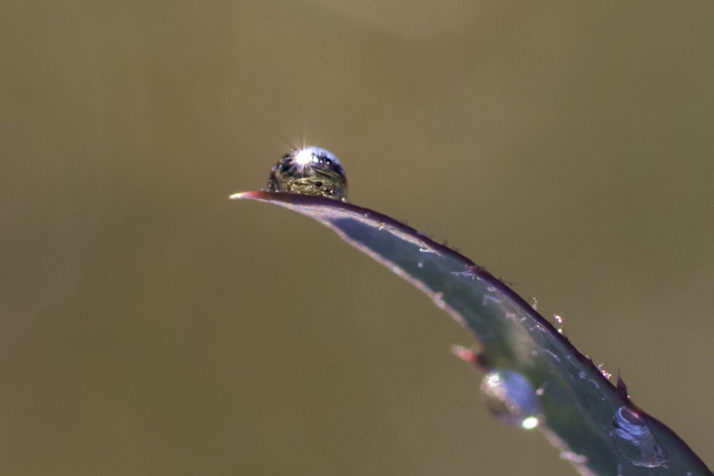 Canon EOS 700D (EOS Rebel T5i / EOS Kiss X7i) + Tamron SP AF 90mm F2.8 Di Macro sample photo. The world in a drop photography