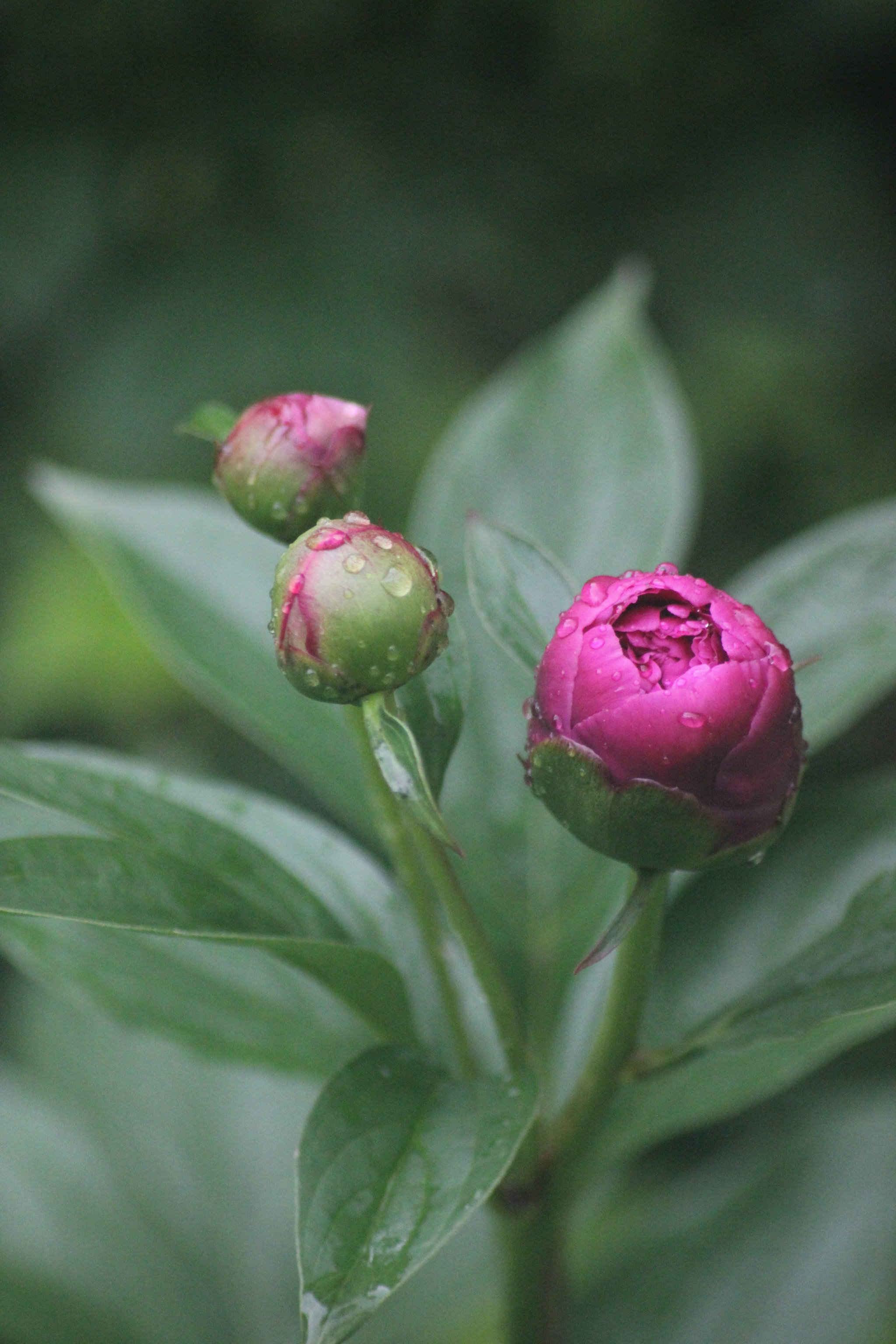 Sigma 70-300mm F4-5.6 APO DG Macro sample photo. Peony_3988 photography
