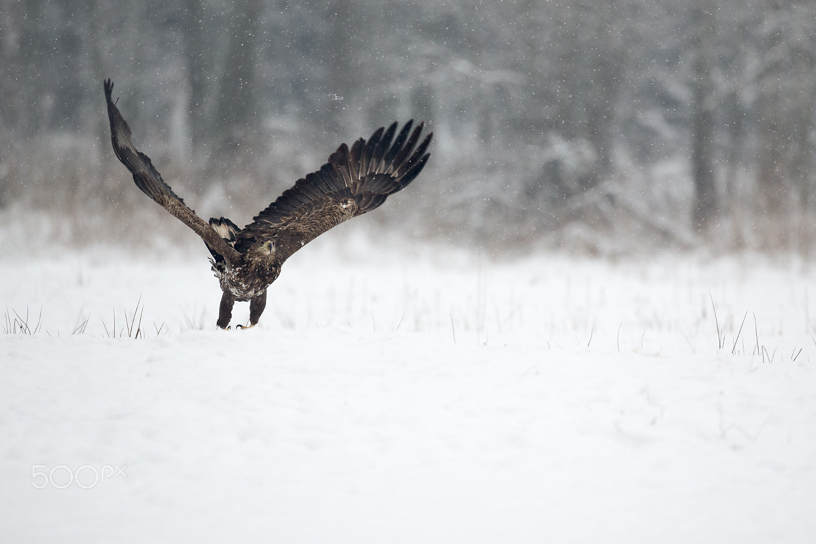 Canon EOS-1D X + Canon EF 500mm F4L IS USM sample photo. White-tailed eagle (haliaeetus albicilla) photography
