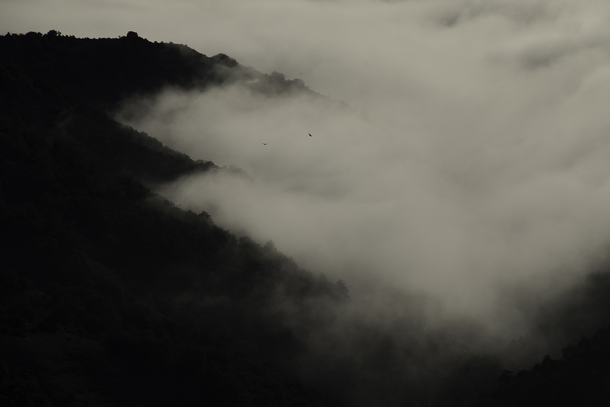 Canon EOS 7D Mark II sample photo. Birds over the fog photography