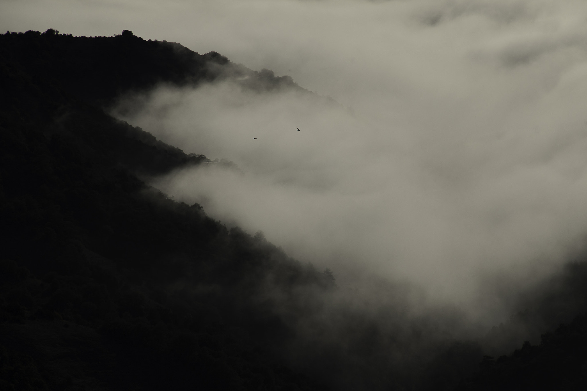 Canon EF-S 18-135mm F3.5-5.6 IS sample photo. Birds over the fog photography