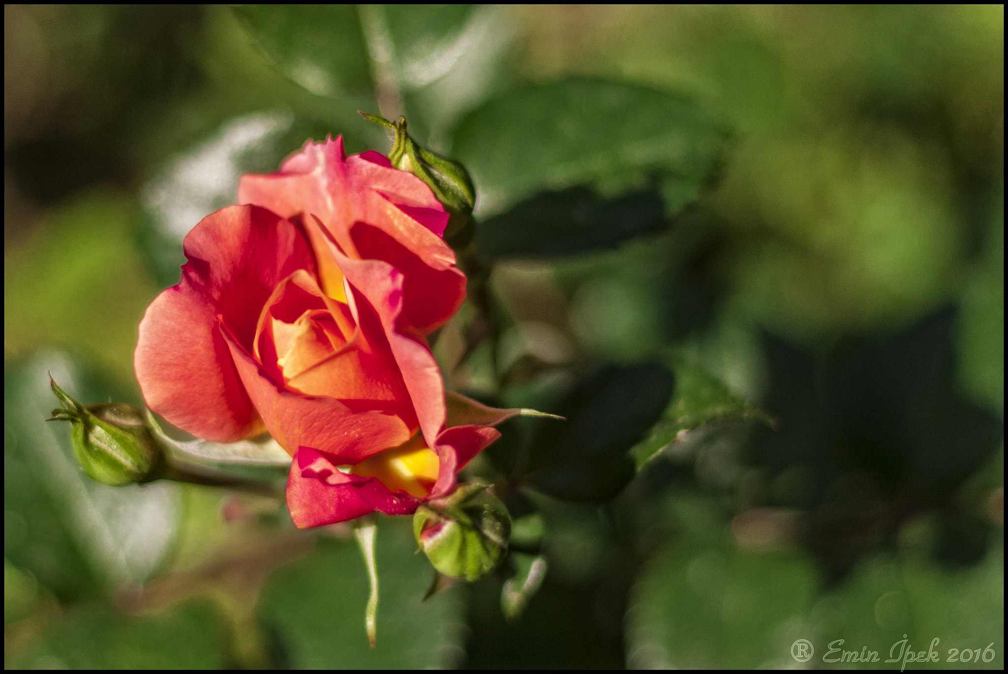 Canon EOS 40D + Canon EF 50mm F1.8 STM sample photo. Rose photography