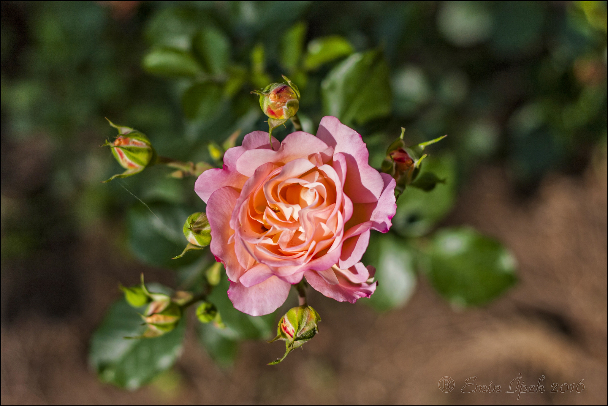 Canon EOS 40D + Canon EF 50mm F1.8 STM sample photo. Rose photography