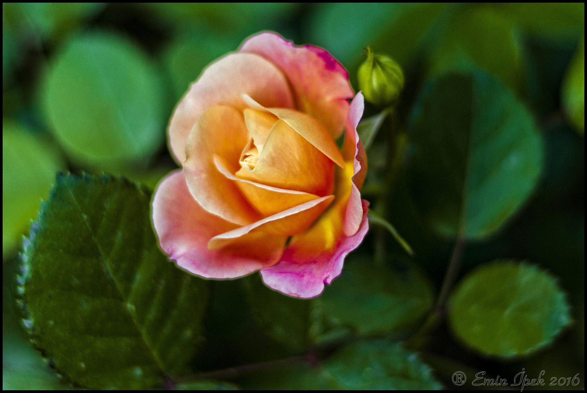 Canon EOS 40D sample photo. Rose photography