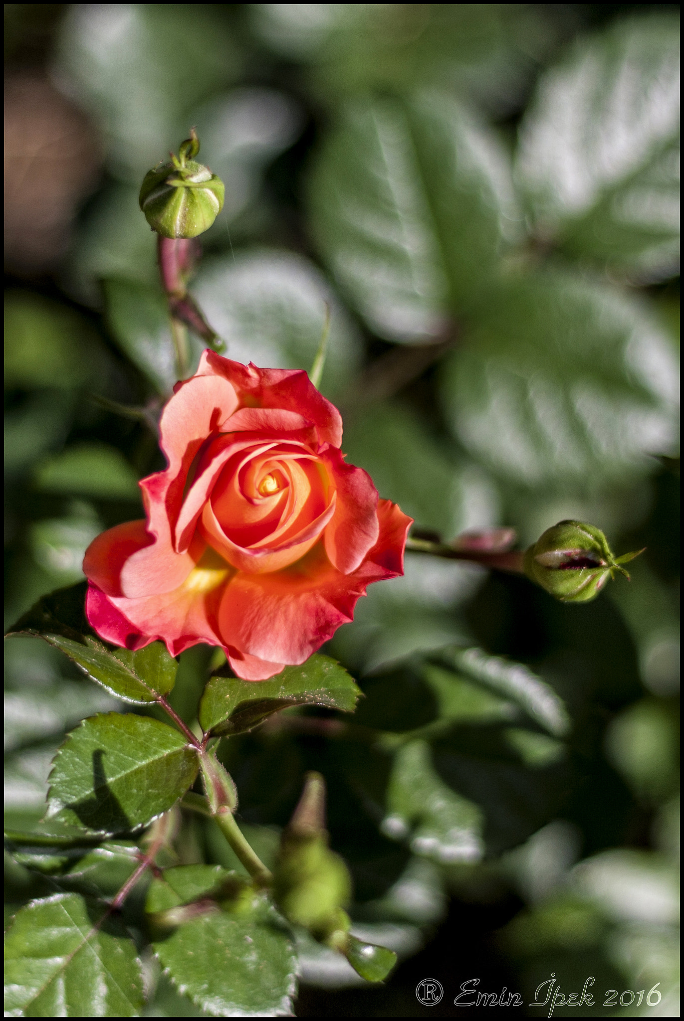 Canon EOS 40D + Canon EF 50mm F1.8 STM sample photo. Rose photography