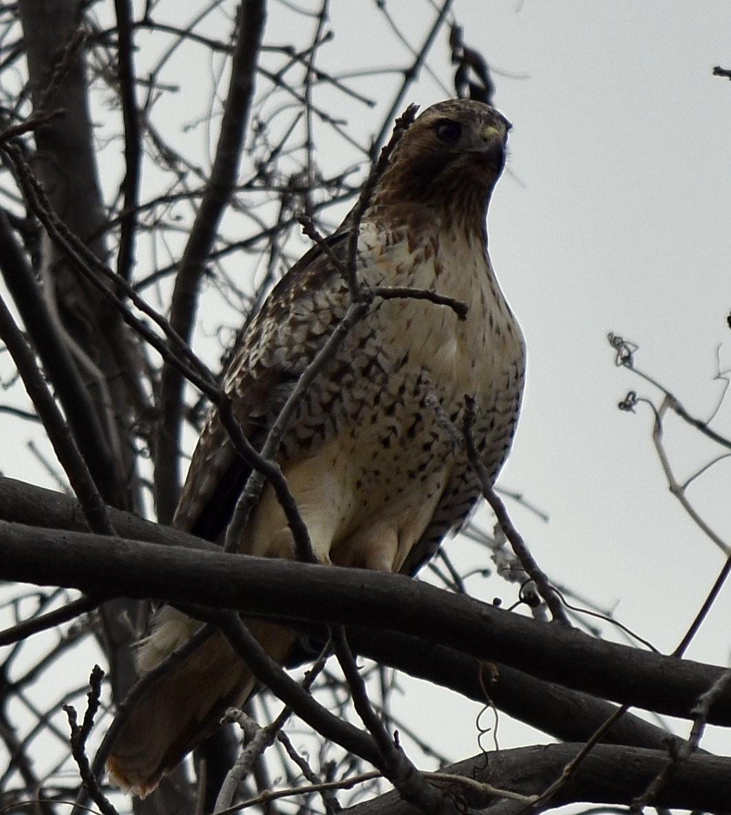 Nikon D5500 sample photo. Hawk above photography
