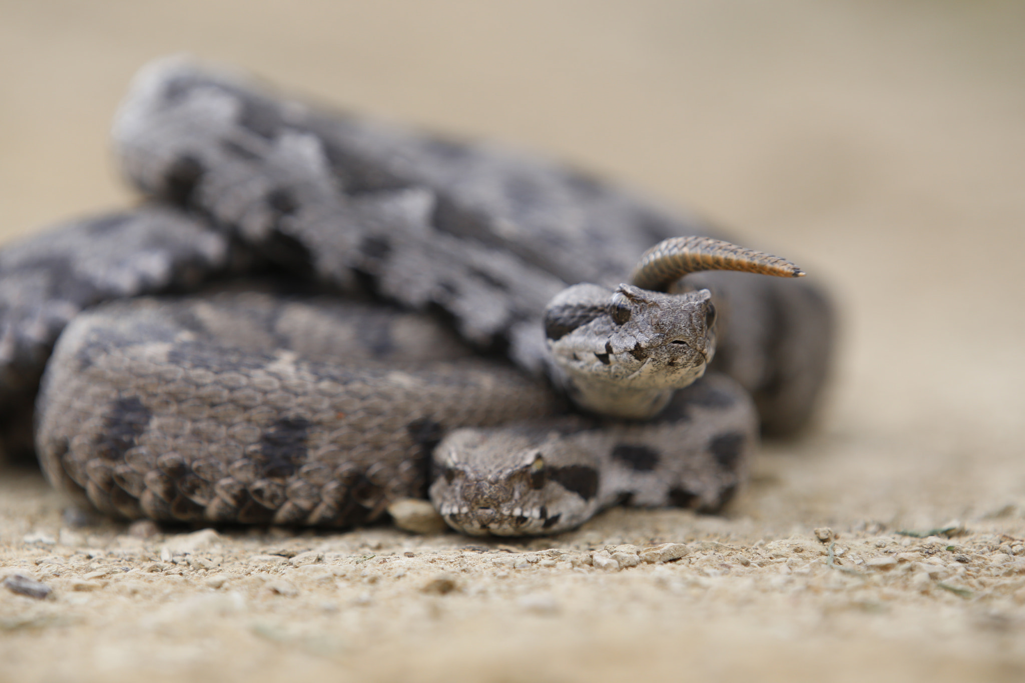 Canon EF 70-200mm F2.8L IS II USM sample photo