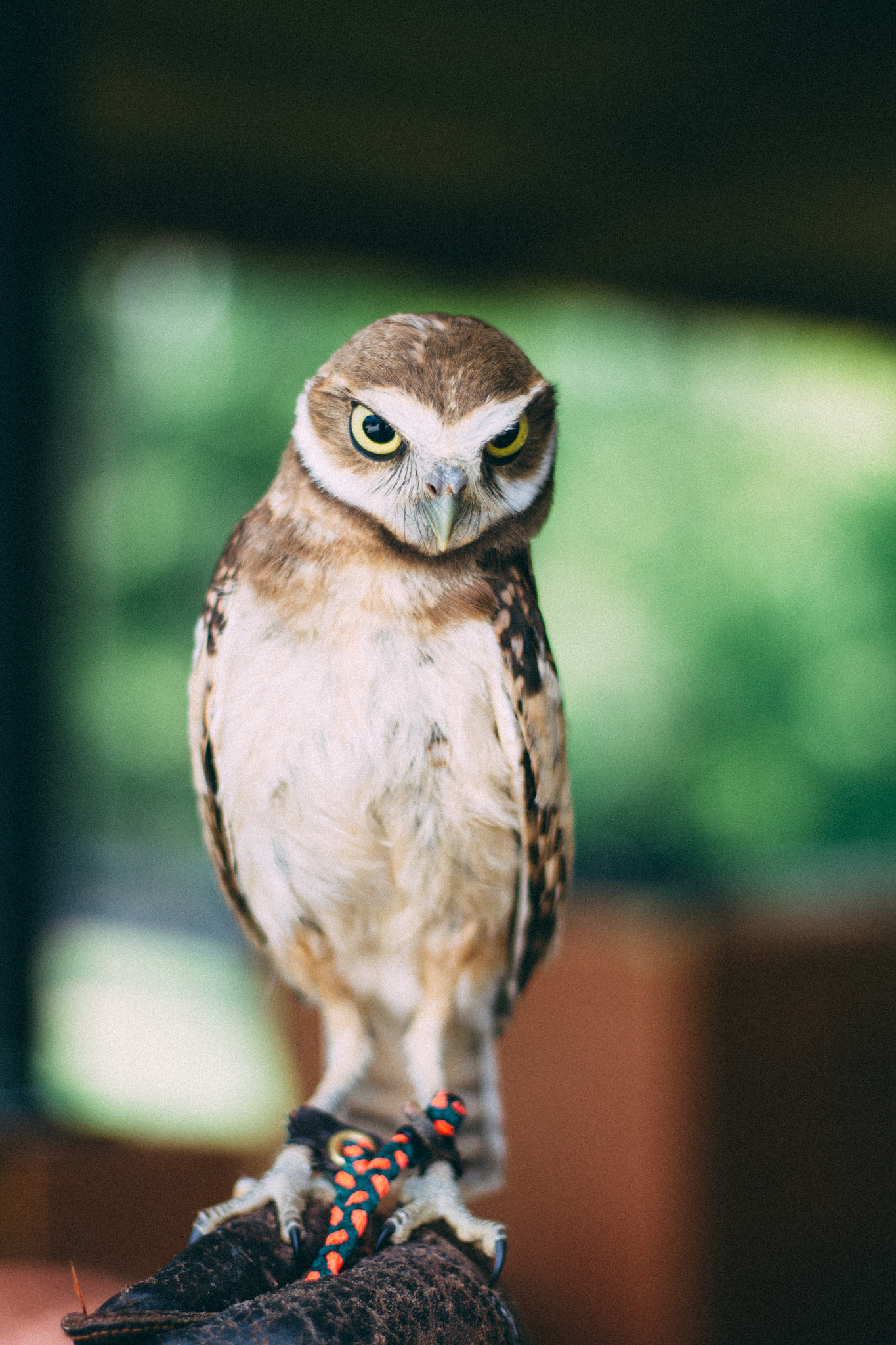 Canon EOS 550D (EOS Rebel T2i / EOS Kiss X4) sample photo. Burrowing owl photography