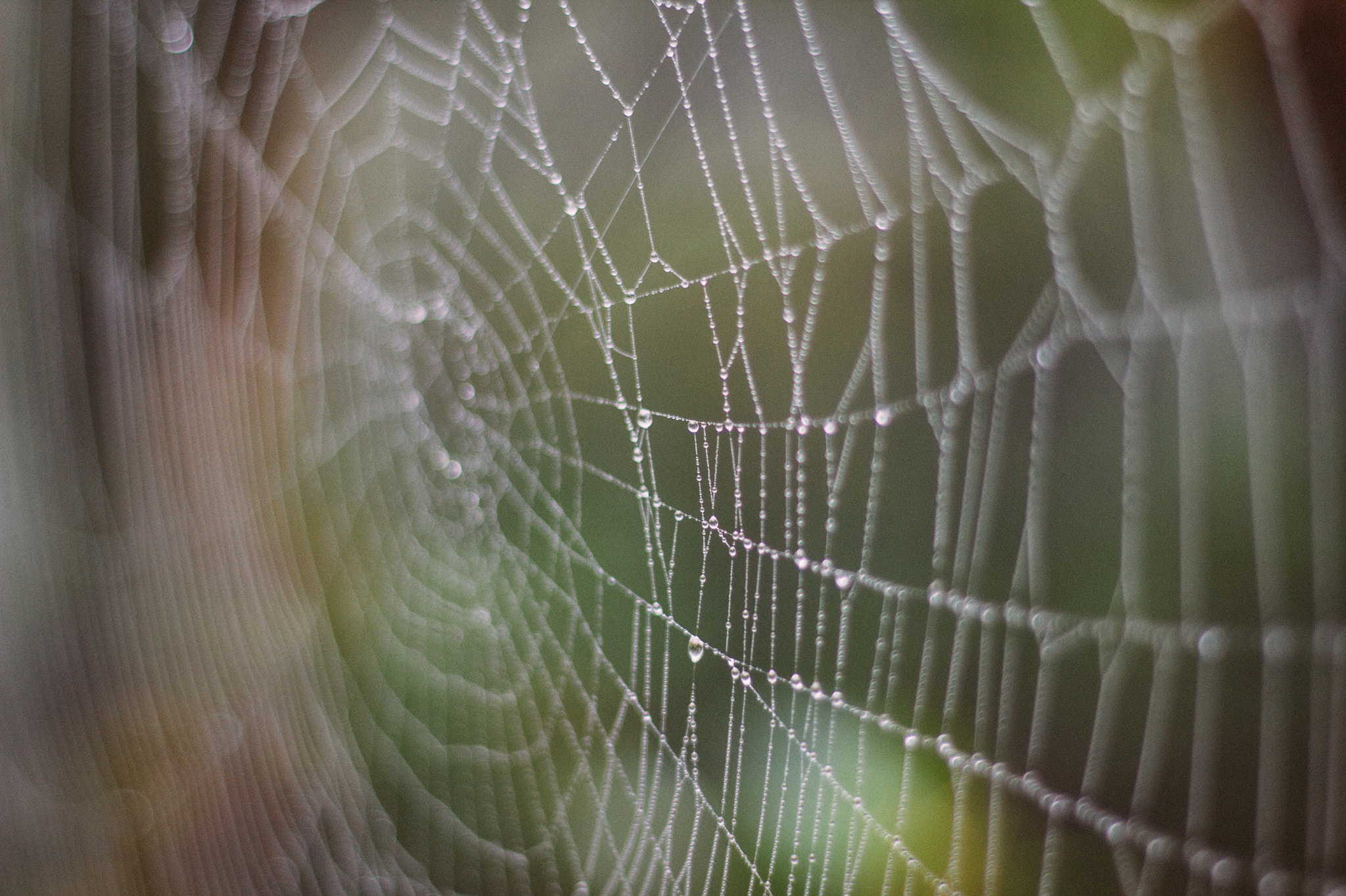 Canon EOS 550D (EOS Rebel T2i / EOS Kiss X4) sample photo. Dew photography