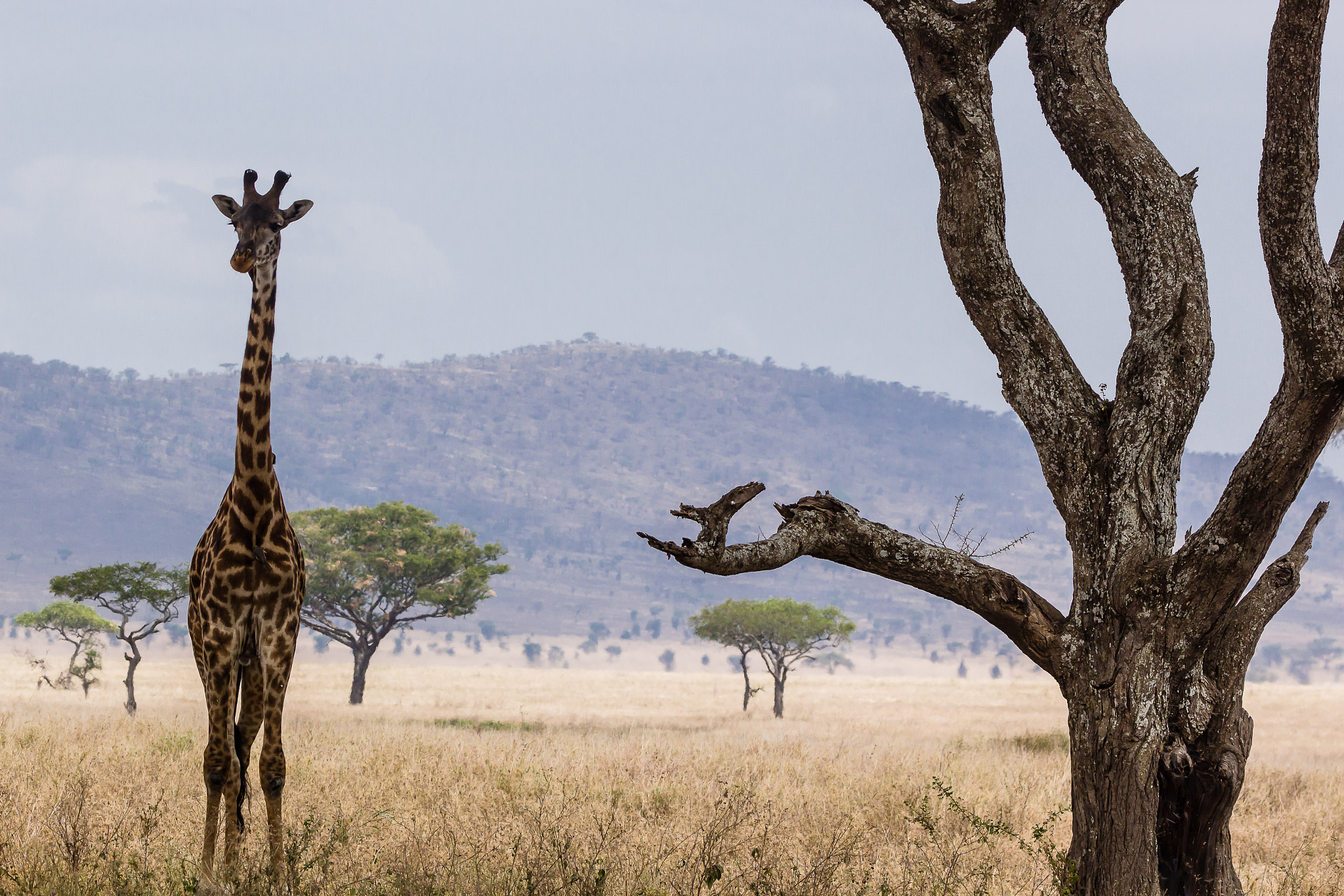 Tamron SP 150-600mm F5-6.3 Di VC USD sample photo. African mood ii - giraffe photography