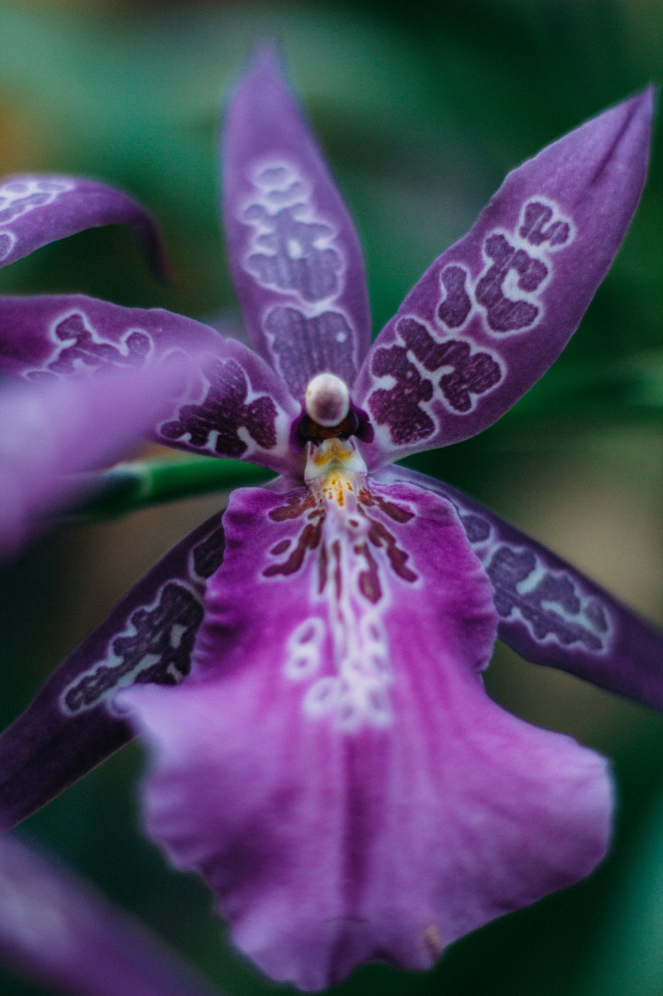 Canon EOS 550D (EOS Rebel T2i / EOS Kiss X4) sample photo. Orchid #3 photography