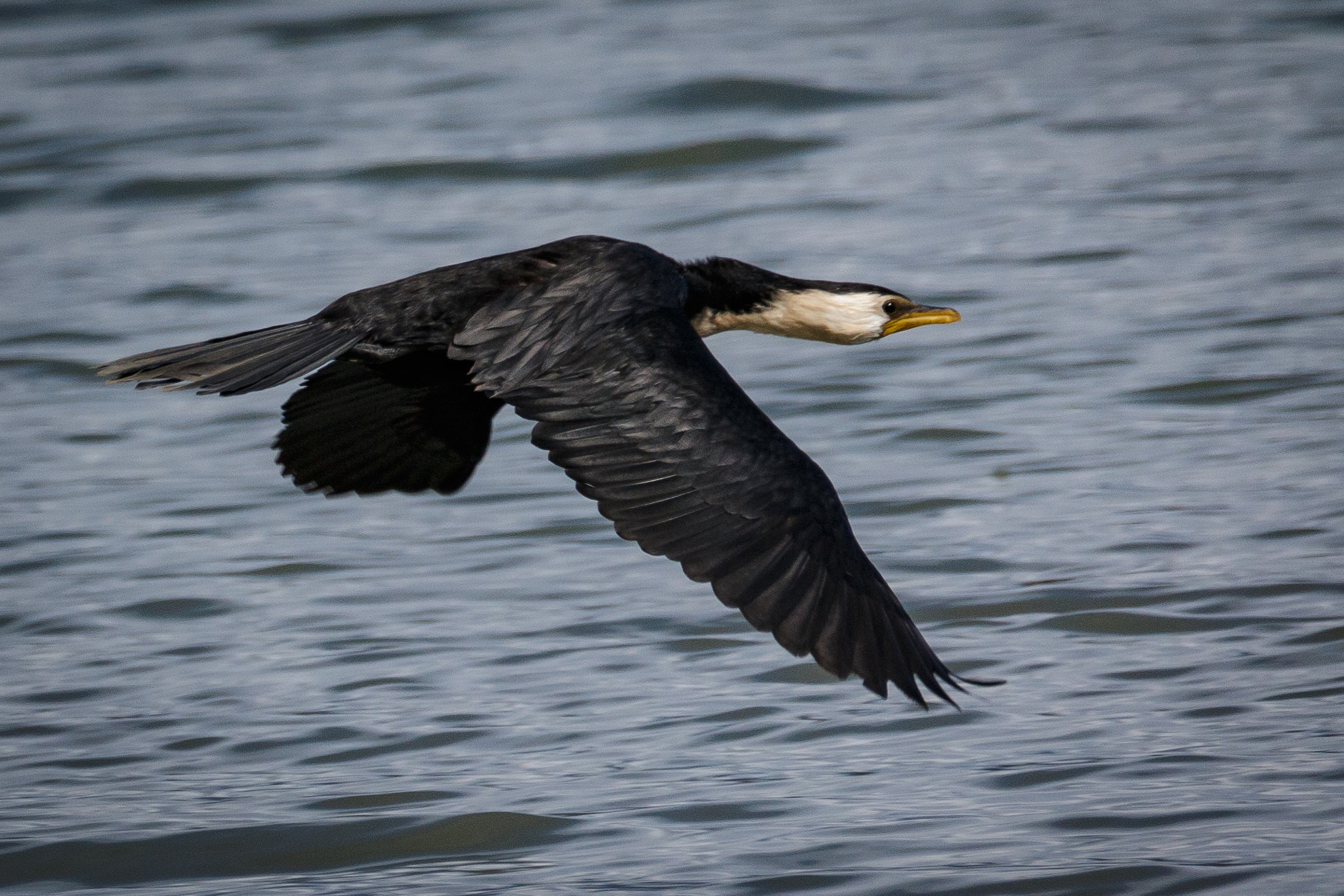 Sigma 150-600mm F5-6.3 DG OS HSM | C sample photo. Little pied shag (kawau paka) in flight photography