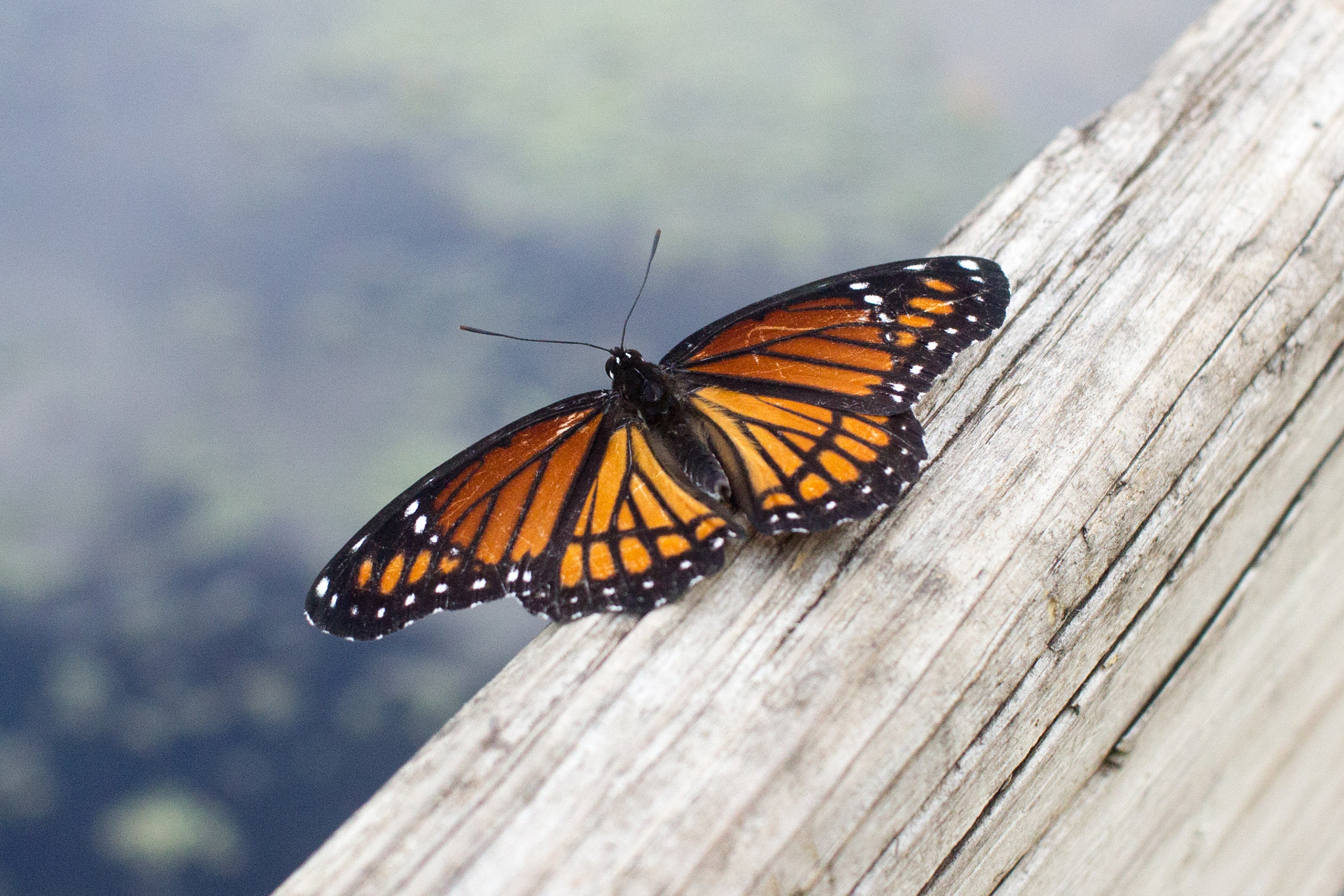 Canon EF-S 24mm F2.8 STM sample photo. Mariposa monarca photography