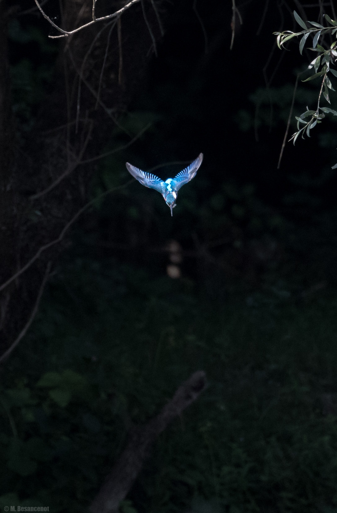 Canon EF 500mm F4L IS USM sample photo. Kingfisher photography