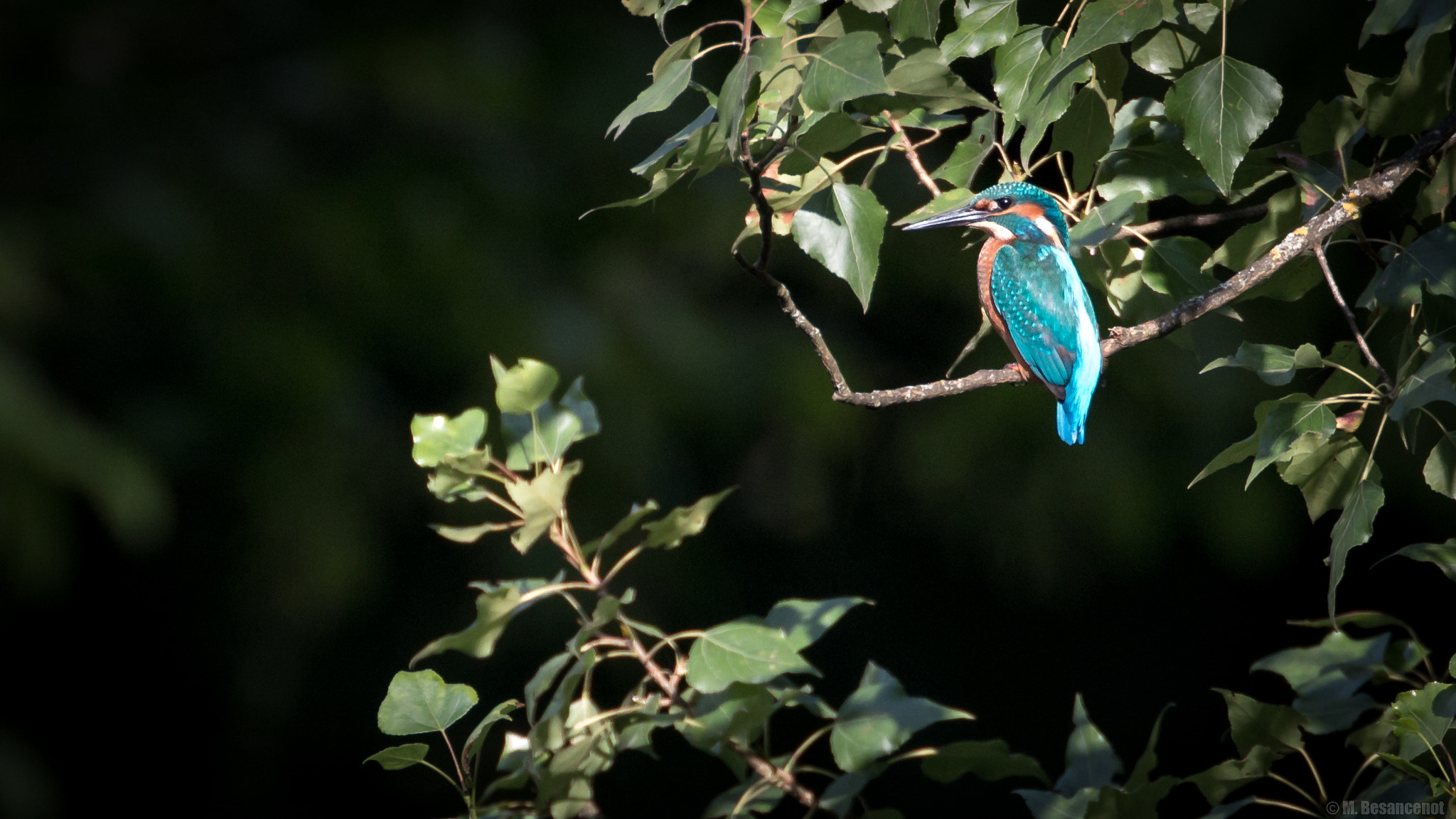 Canon EF 500mm F4L IS USM sample photo. Kingfisher photography