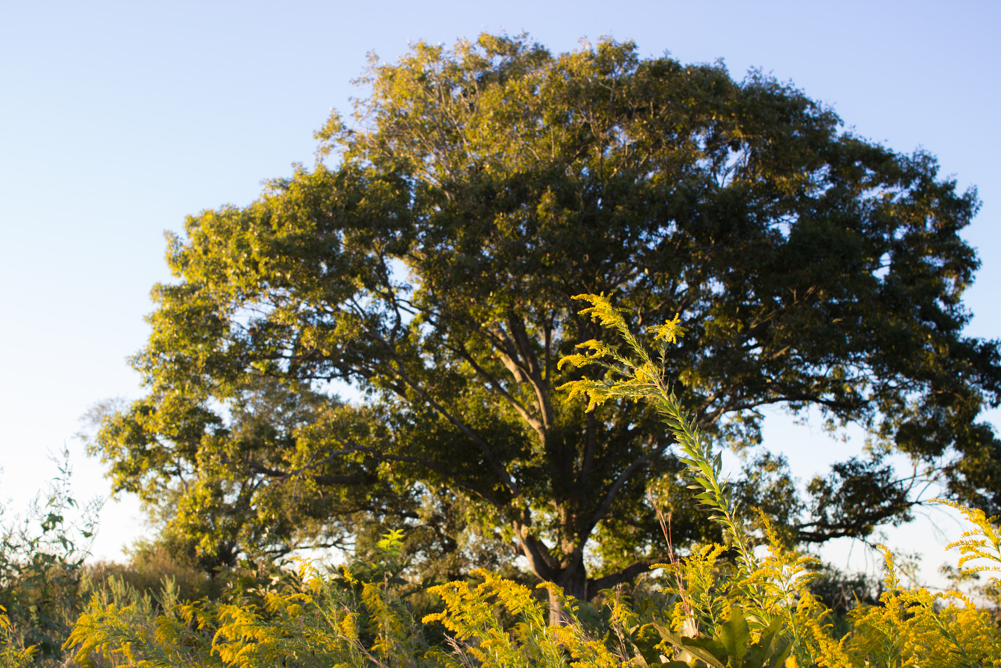 Canon EF-S 24mm F2.8 STM sample photo. 30306235960.jpg photography