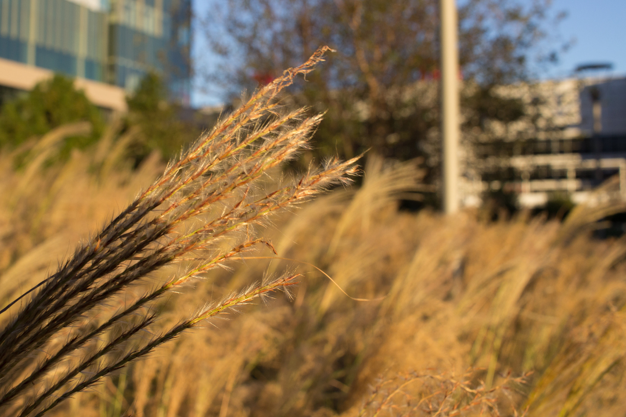 Canon EF-S 24mm F2.8 STM sample photo. 30606234895.jpg photography