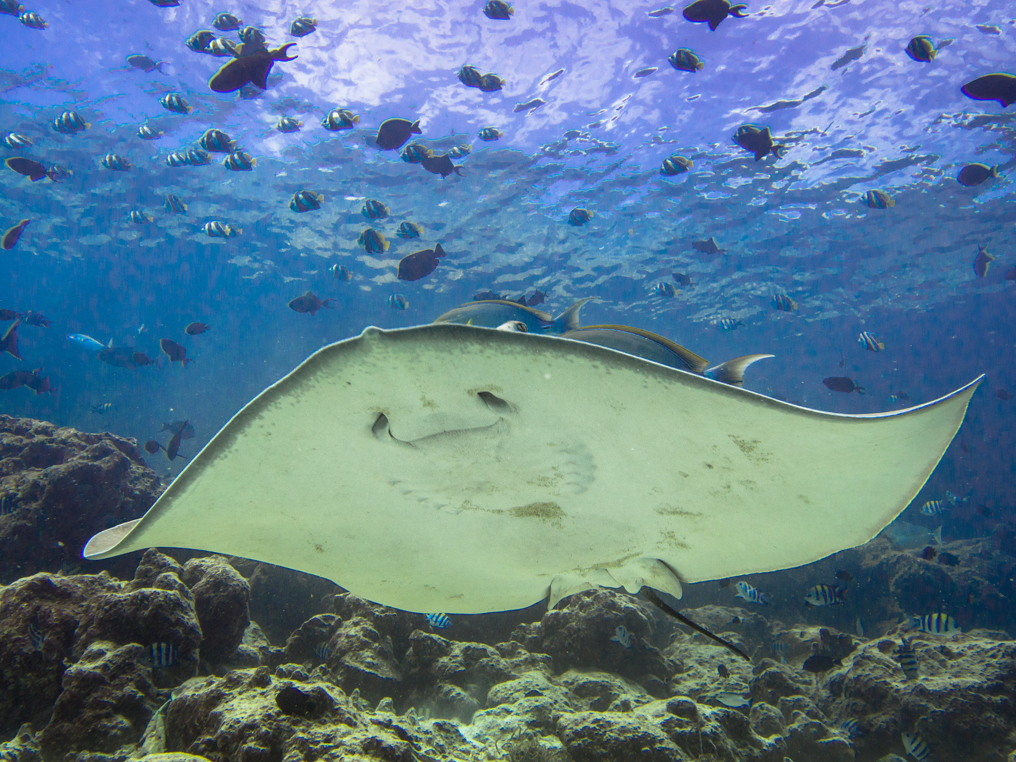 OLYMPUS M.9-18mm F4.0-5.6 sample photo. Smiling stingray photography