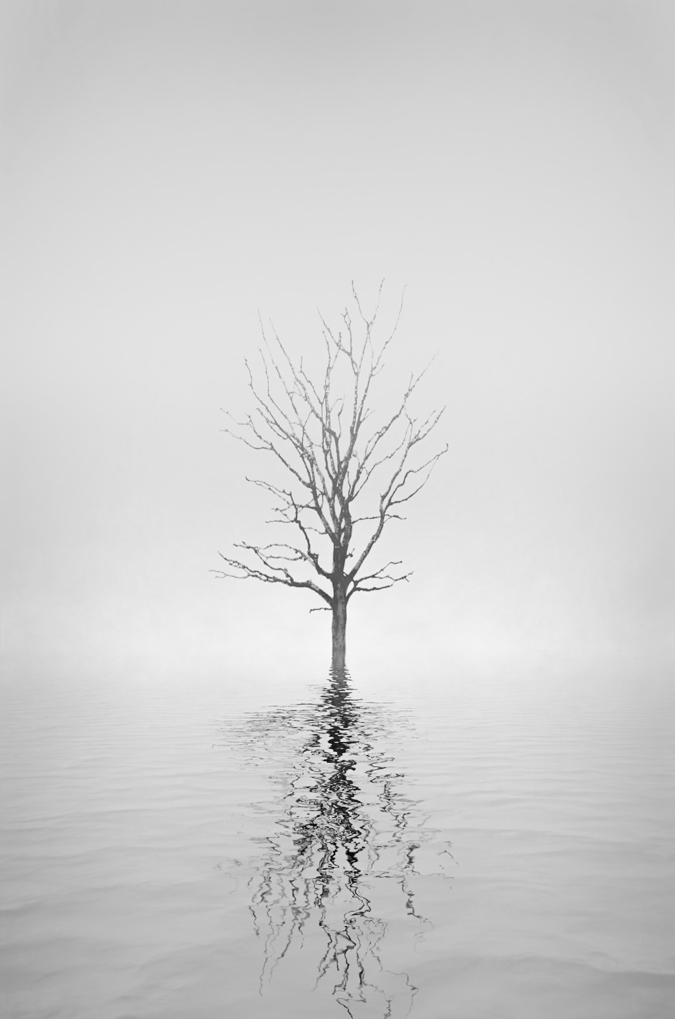 Sigma 18-200mm F3.5-6.3 II DC OS HSM sample photo. Lonely tree ii photography