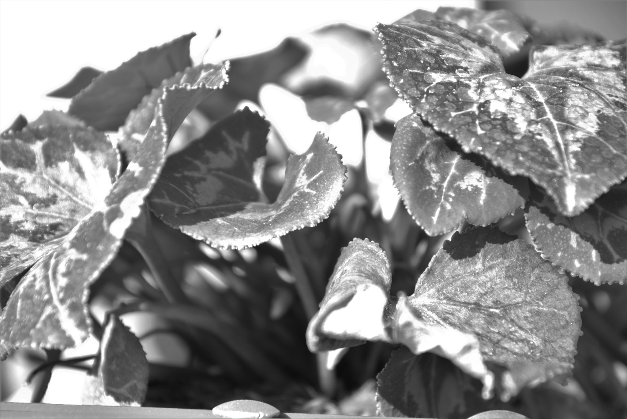 Sigma 17-70mm F2.8-4 DC Macro OS HSM sample photo. In attesa dei fiori... photography
