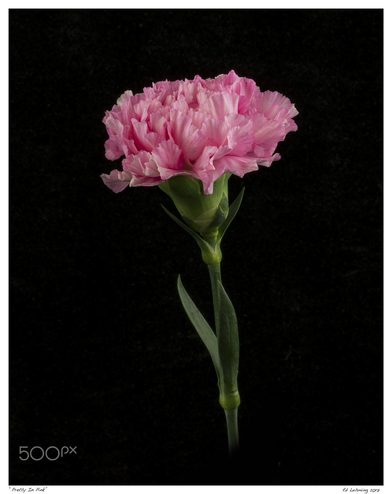 Nikon D800 sample photo. Pretty in pink photography