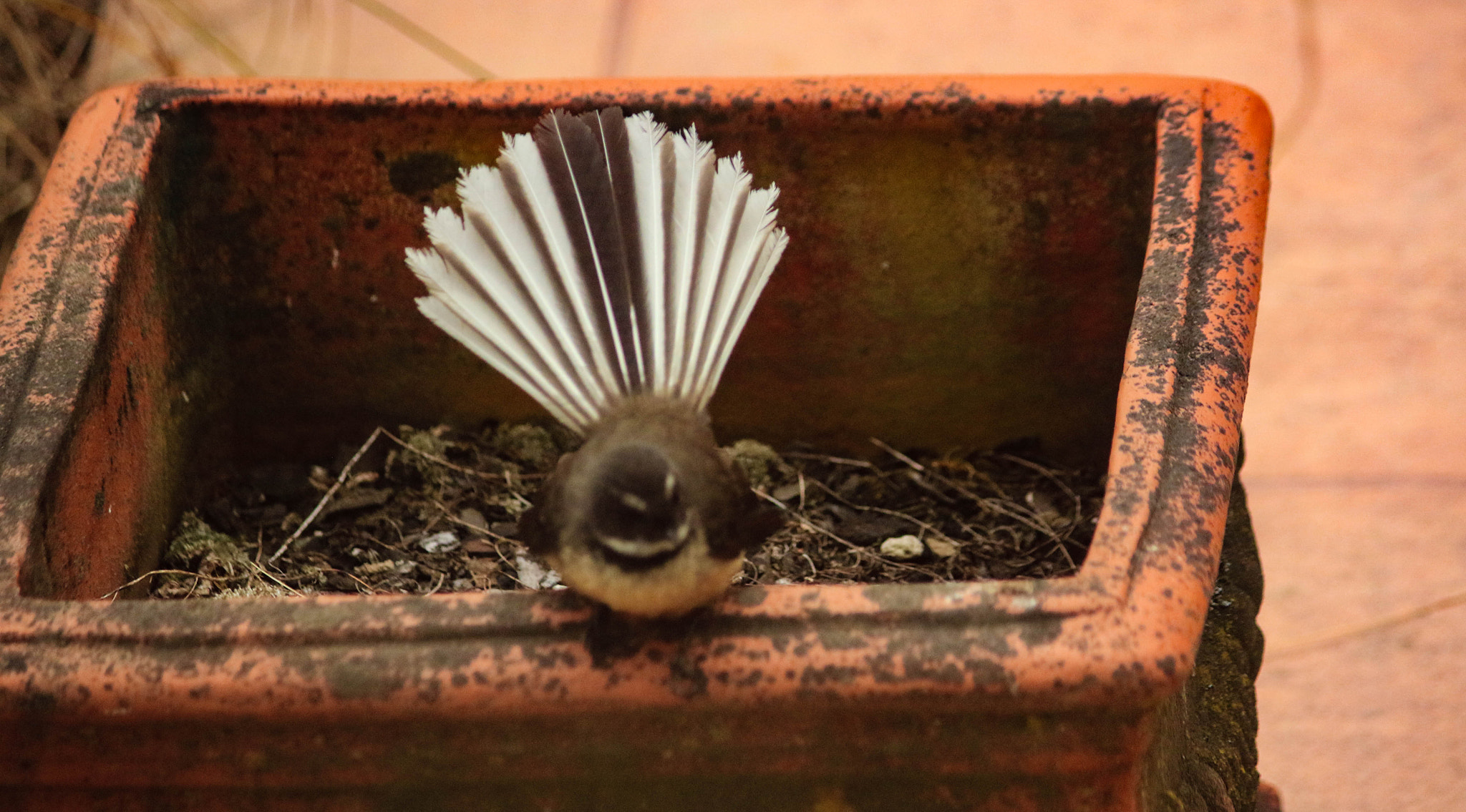 Canon EF-S 55-250mm F4-5.6 IS II sample photo. Fantail photography