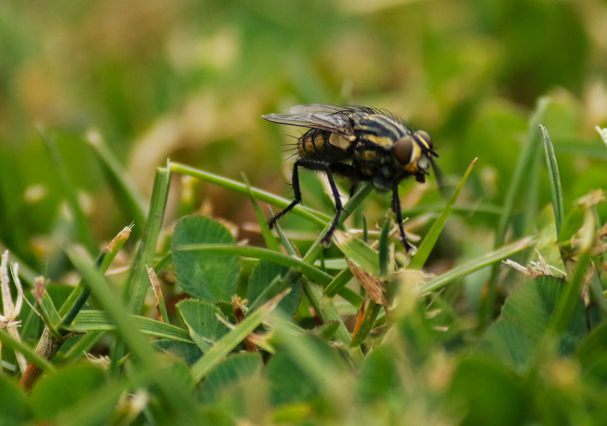 Canon EOS 7D Mark II + Canon EF-S 55-250mm F4-5.6 IS II sample photo. Bugs on the lawn photography