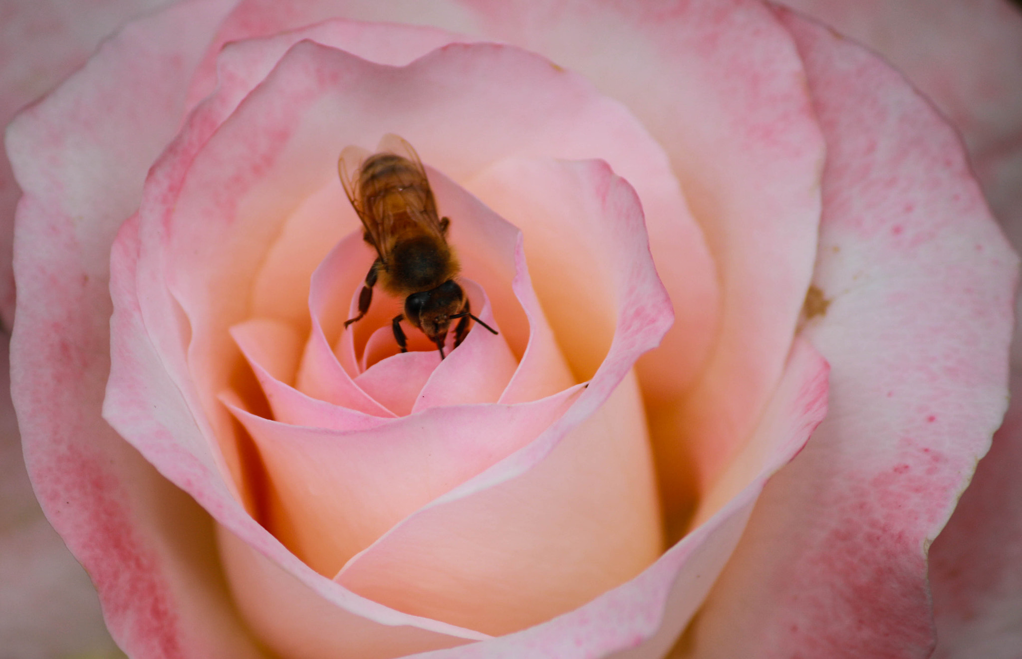 Canon EF-S 55-250mm F4-5.6 IS II sample photo. Busy bee photography